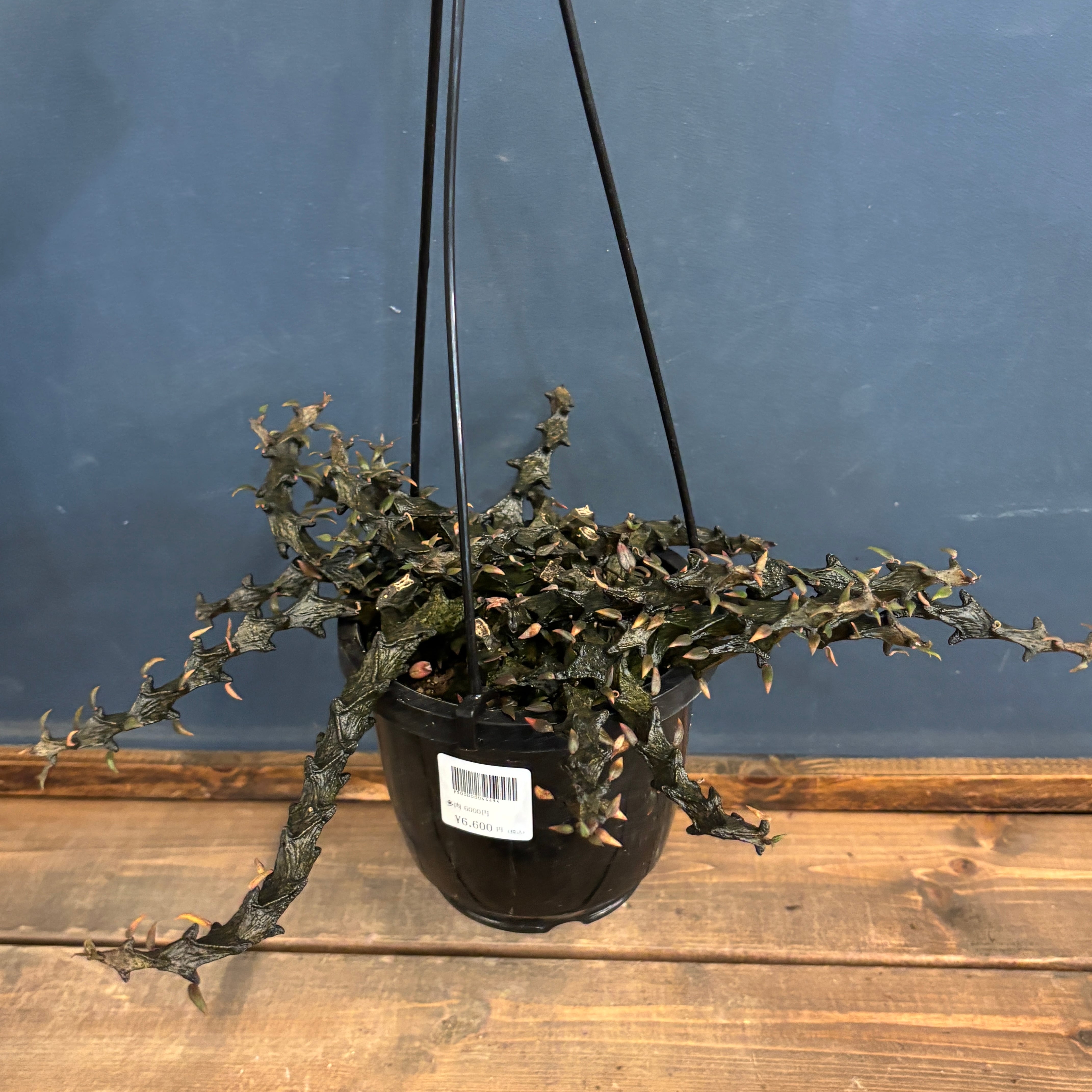 多肉植物 | PROTOLEAF プロトリーフ