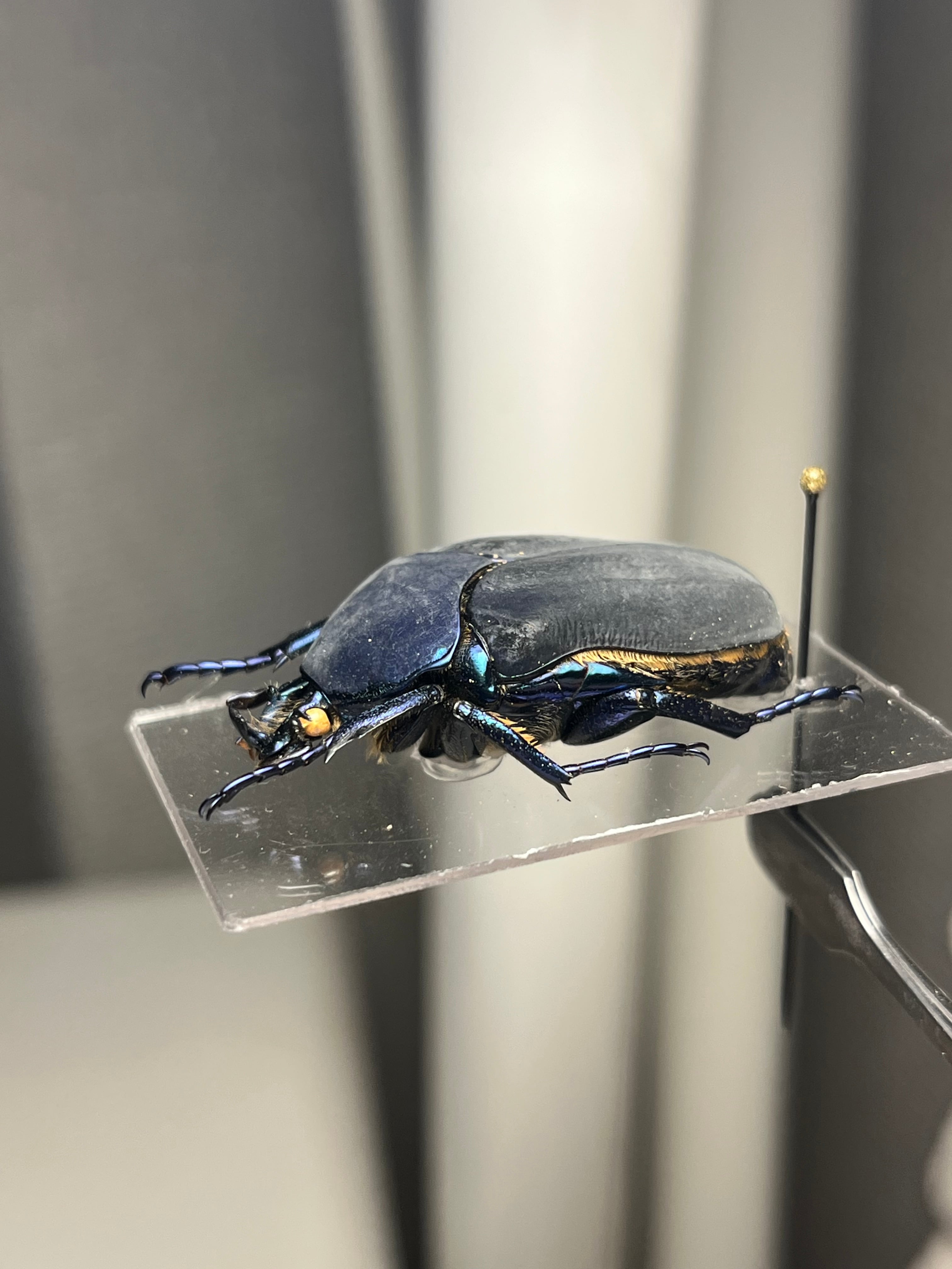 ヒョウモンアヤヒシムネハナムグリ 標本 カナブン プラチナコガネ