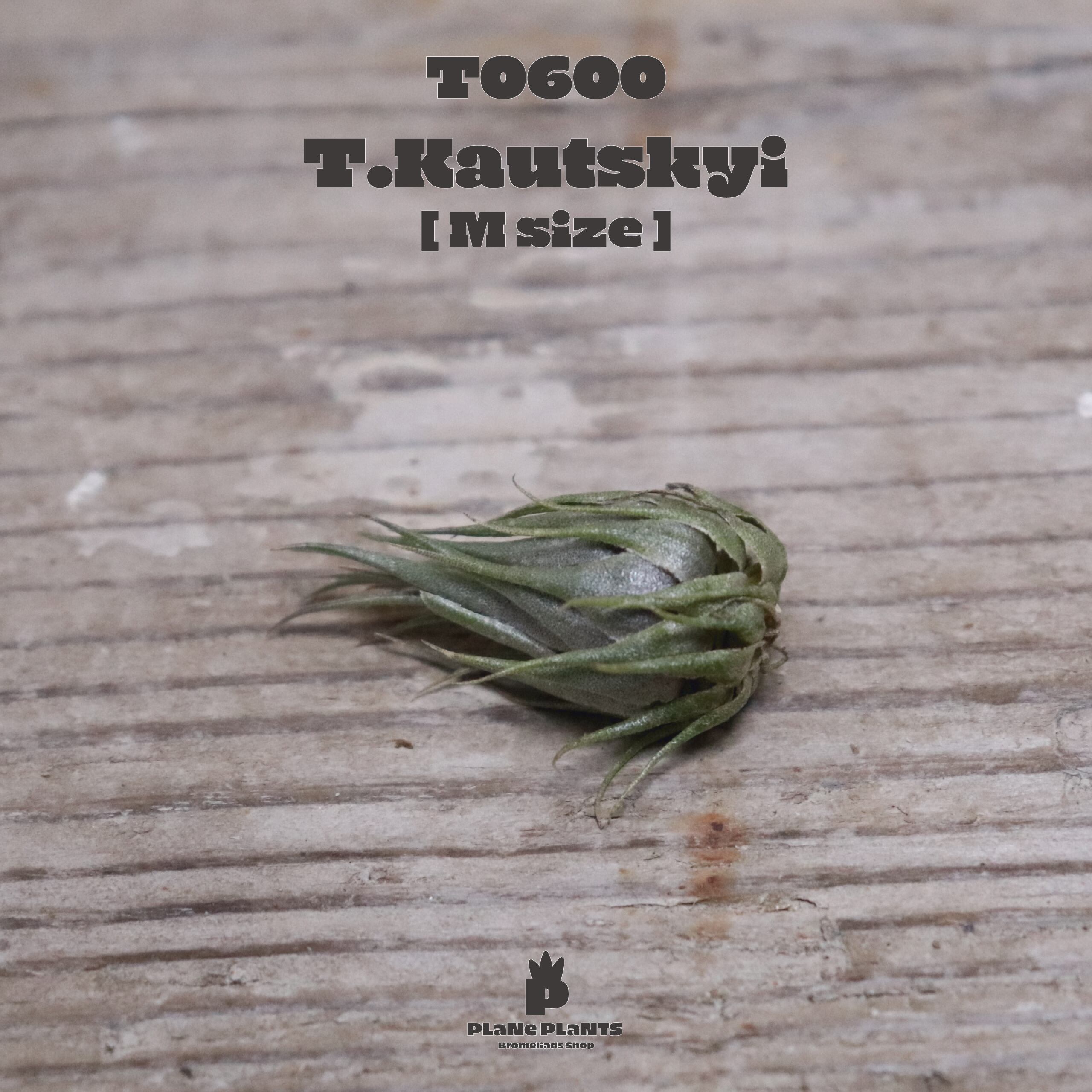 【送料無料】カウツキー〔エアプランツ〕現品発送T0600