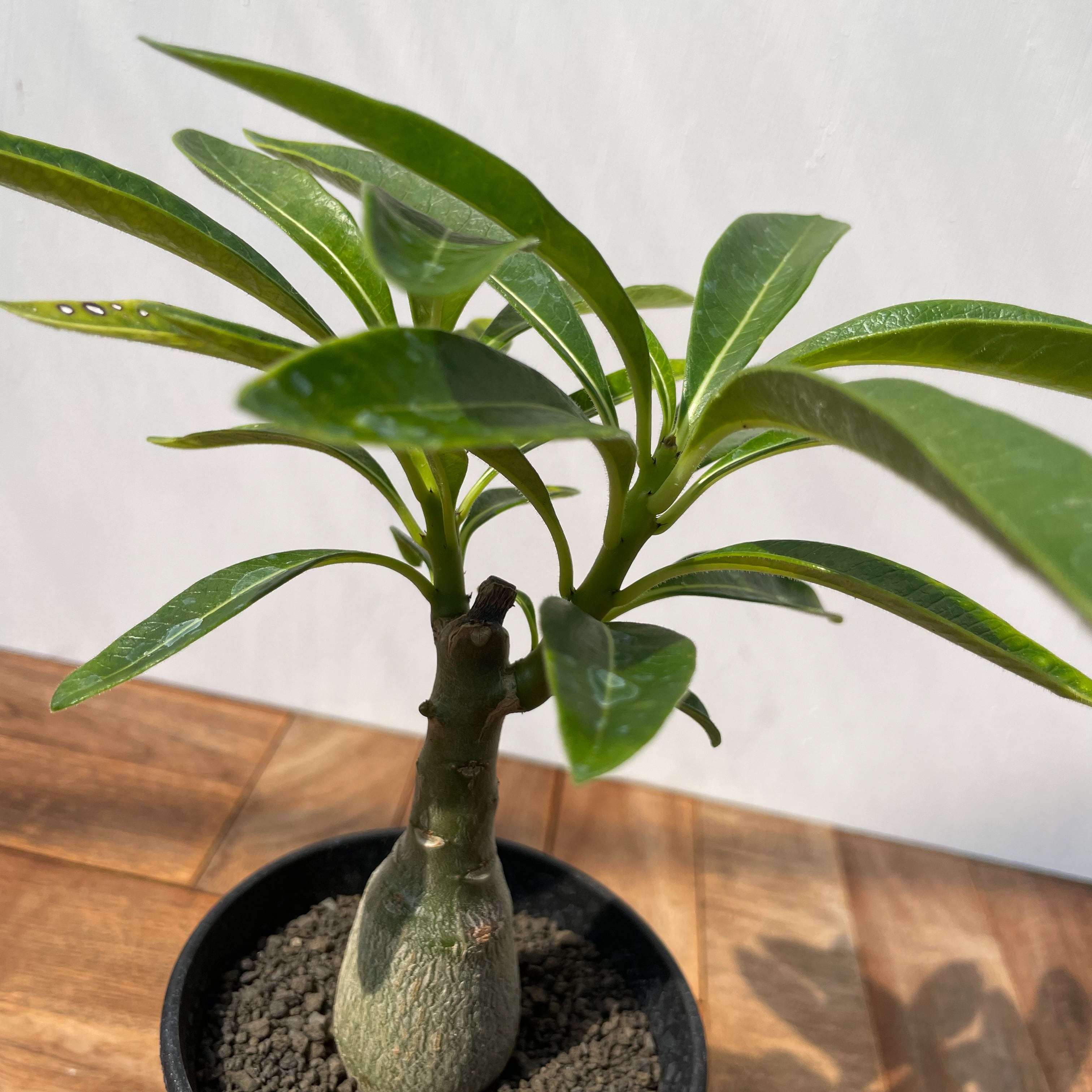 Pachypodium Decaryi【パキポディウム・デカリー・実生】 | RIMO'S