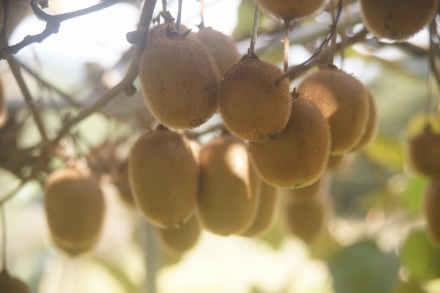 自然農　キウイフルーツ