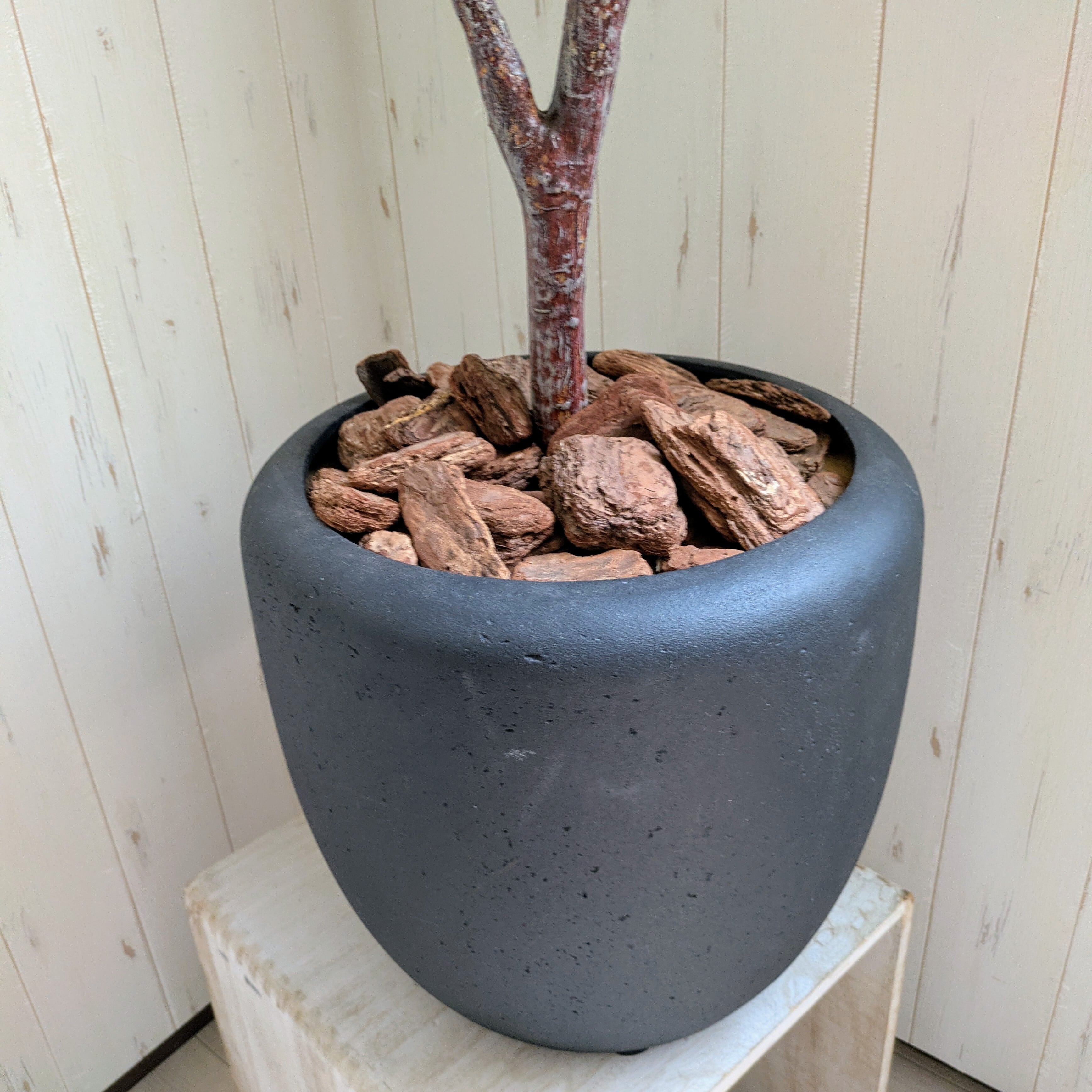 マグノリアツリー鉢植え | Flower Art Shop サエラ