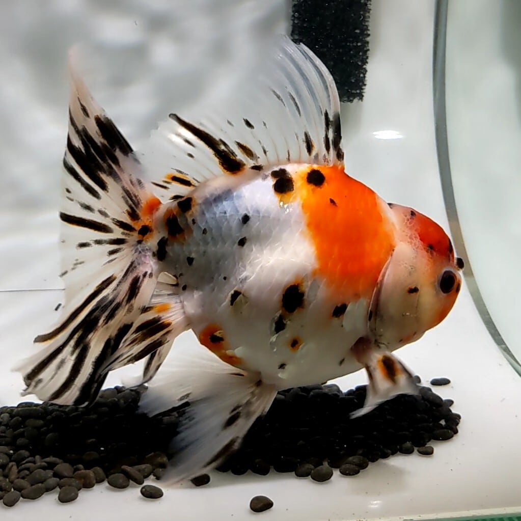 【販売します】金魚 東錦 3歳 販売します】金魚 東錦 3歳