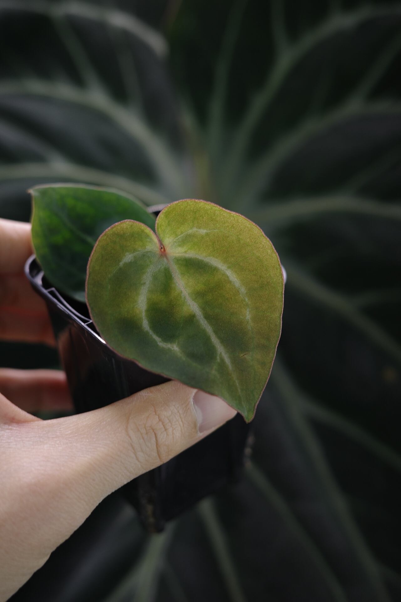 Anthurium 'Red Crystallinum'(NSE #2) x 'Black Widow' x Michelle
