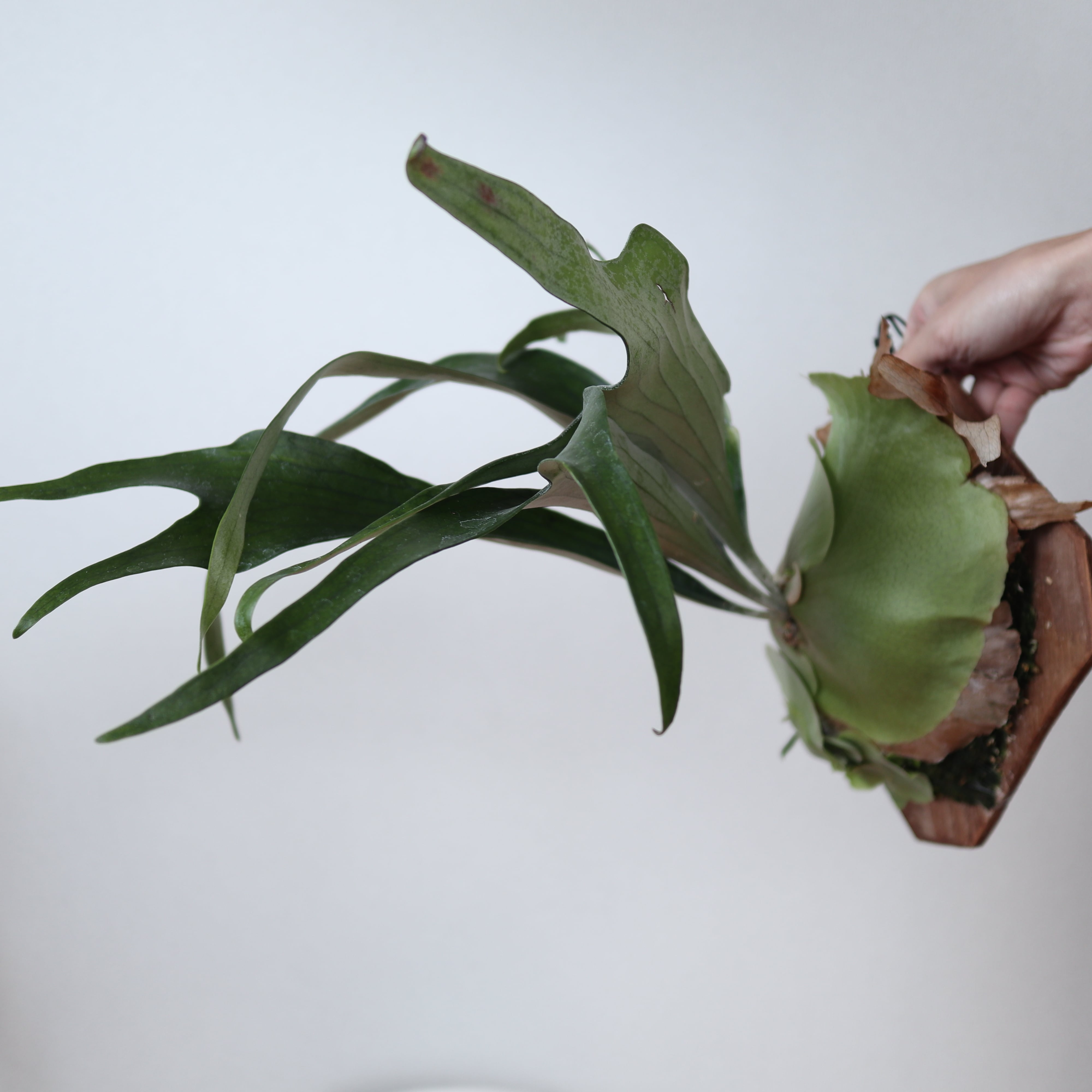 P.alcicorne 'compact' ビカクシダ OC 01 【公式通販】
