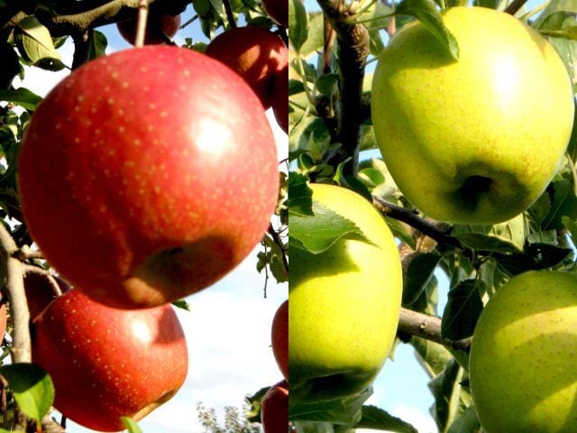 訳あり】青森りんご・サンふじ＆王林の詰め合わせ5kg（16～20玉入）　あおもり菜果園