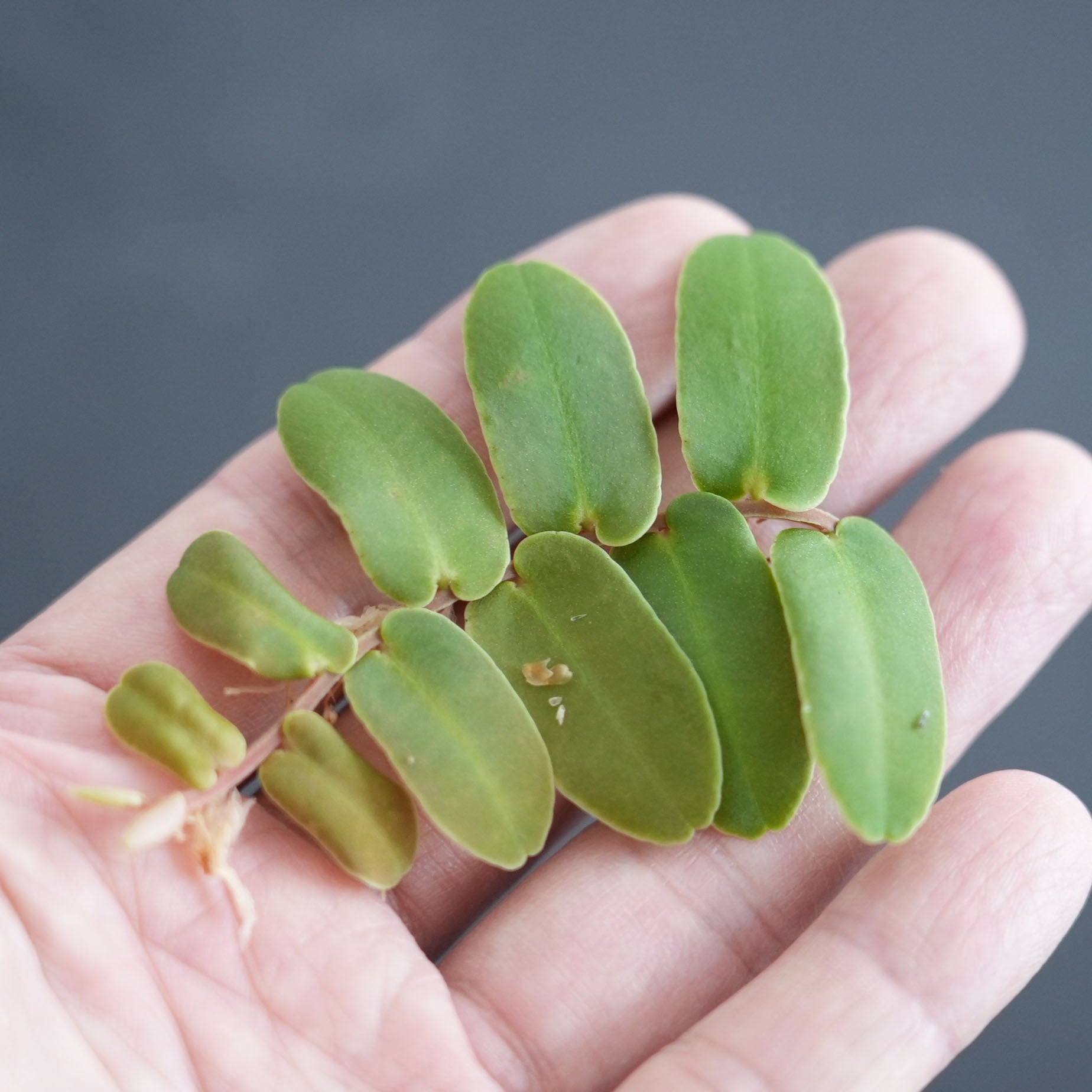 マルクグラビア シンテネシー Marcgravia sintenisii｜苔テラリウム