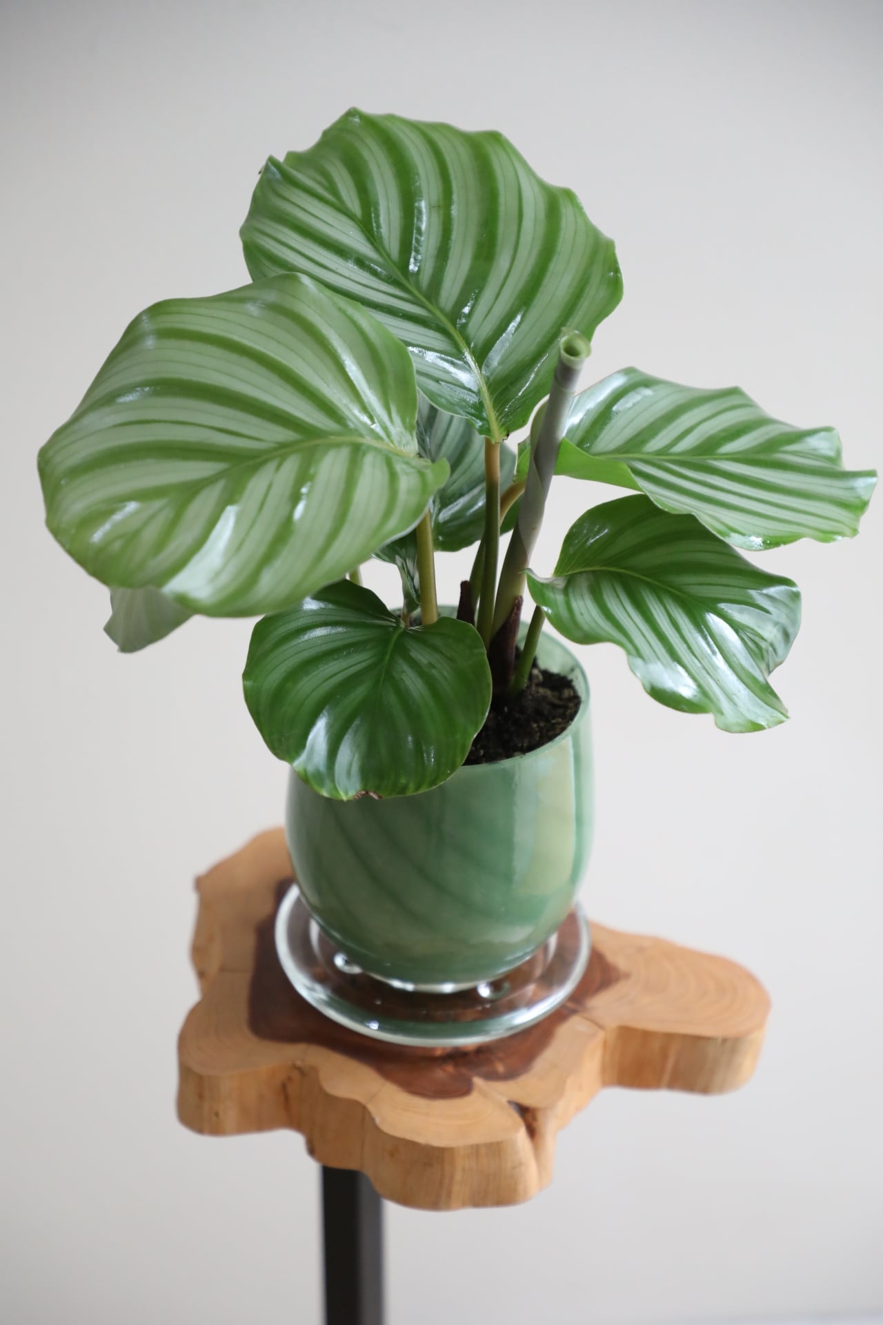 □販売中の商品のみに絞る | 【厳選植物・器】MIDORI DOUMEI 翠堂明