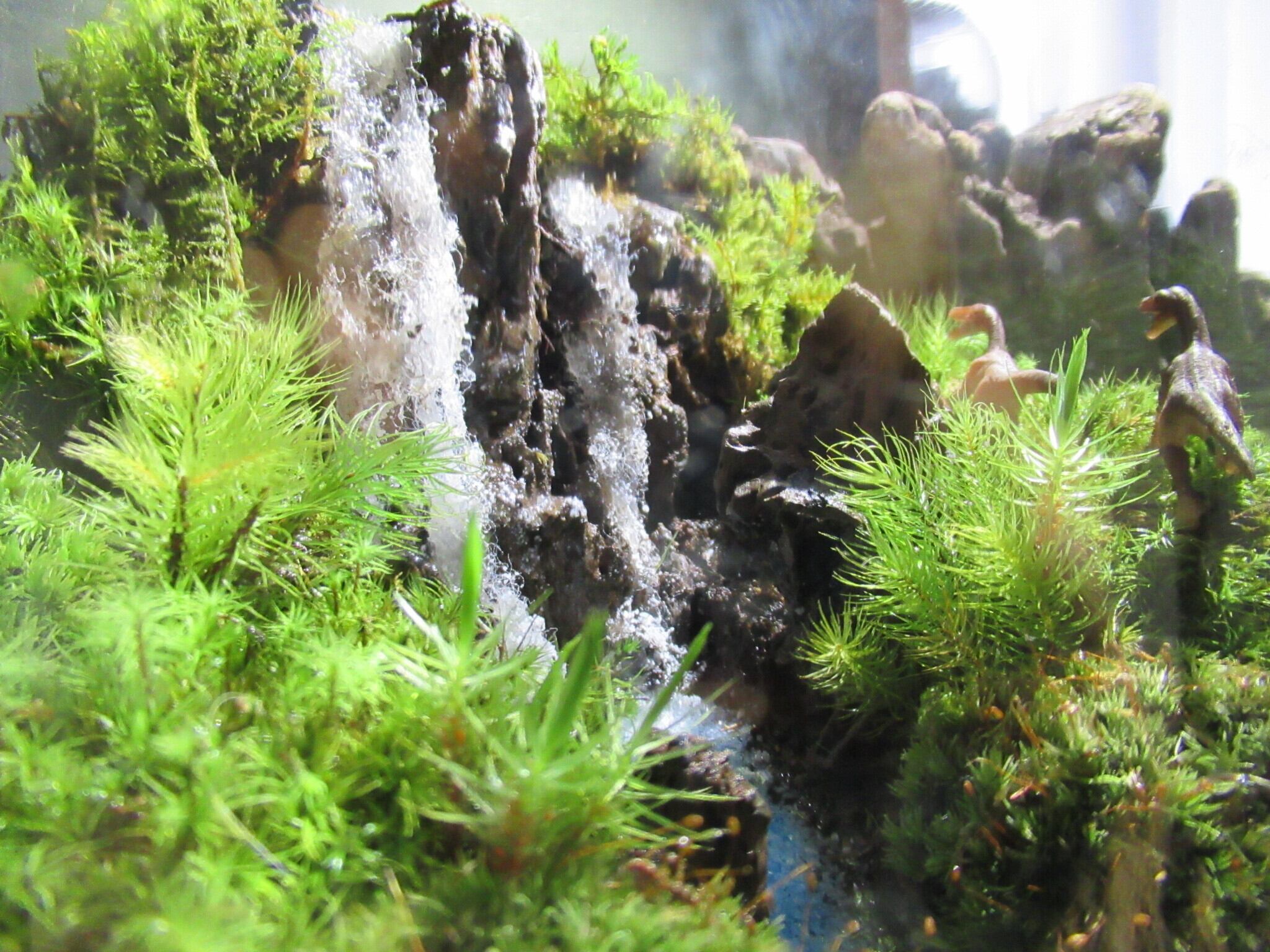 いぶきの滝苔テラリウム 小さな大自然 Greenshopいぶき