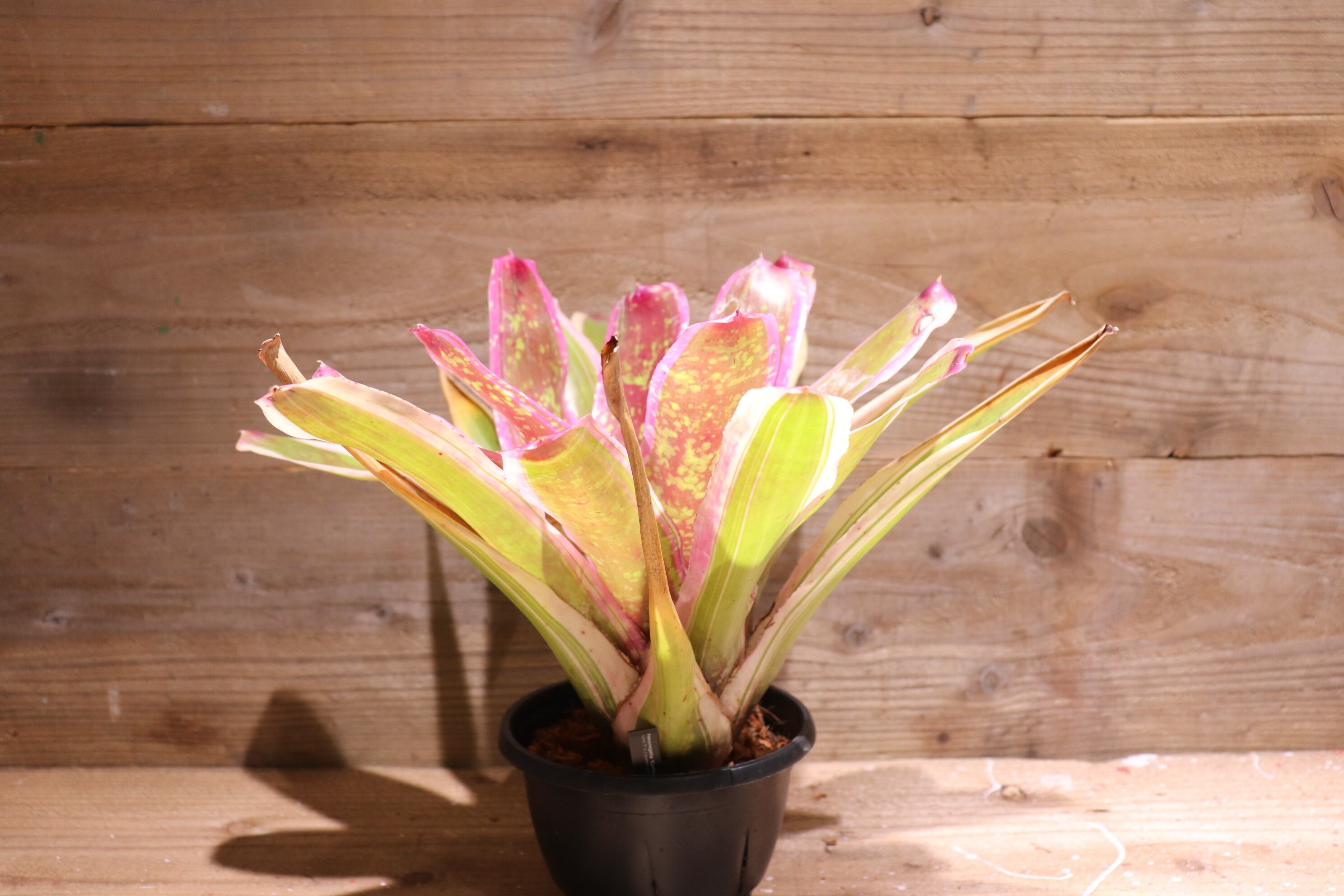 送料無料】Neoregelia 'Cumbia'〔ネオレゲリア〕現品発送N0232 | plane