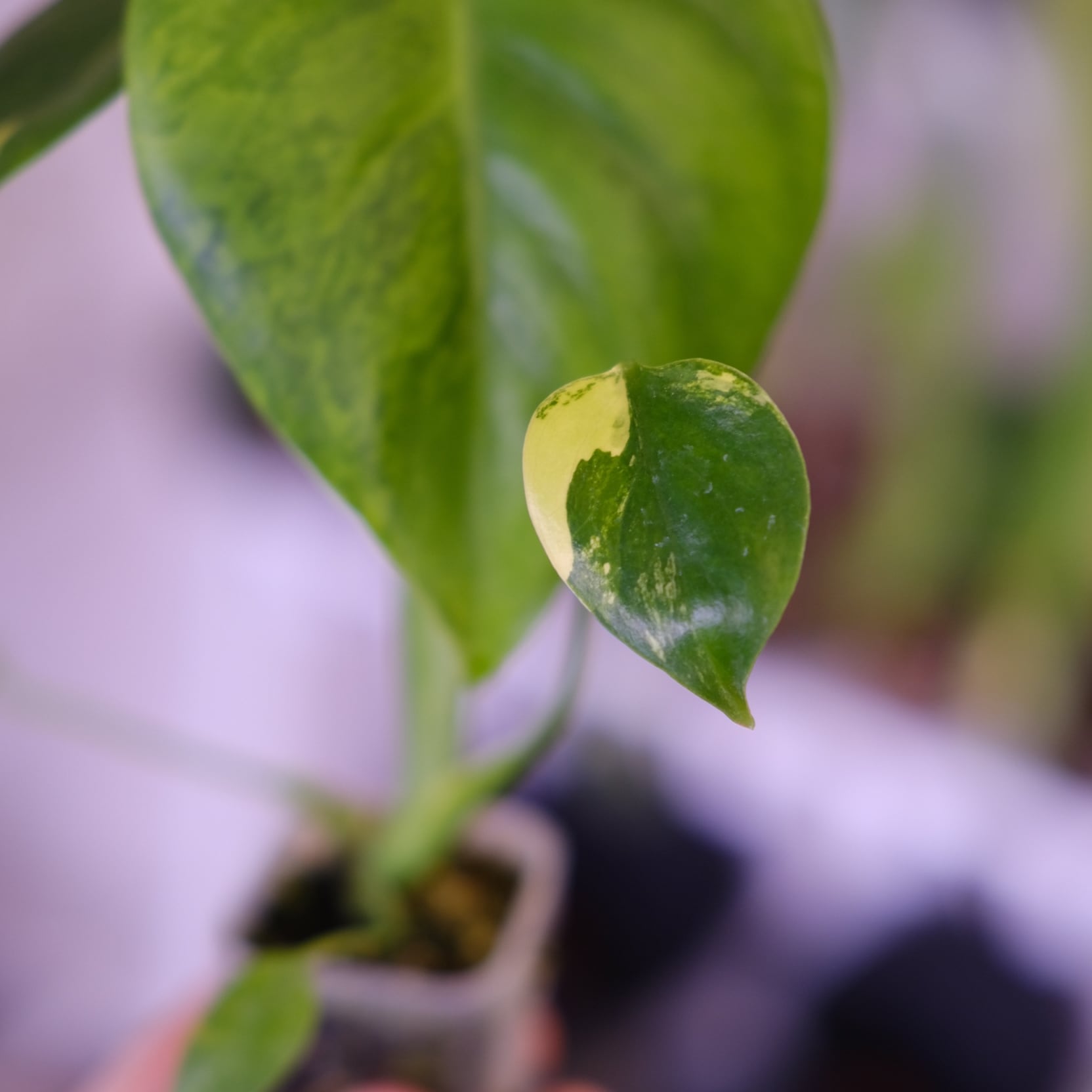 Monstera 'Yellow Marilyn'｜モンステラ イエロー マリリン｜観葉植物