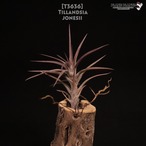 【送料無料】jonesii〔エアプランツ〕現品発送T3636