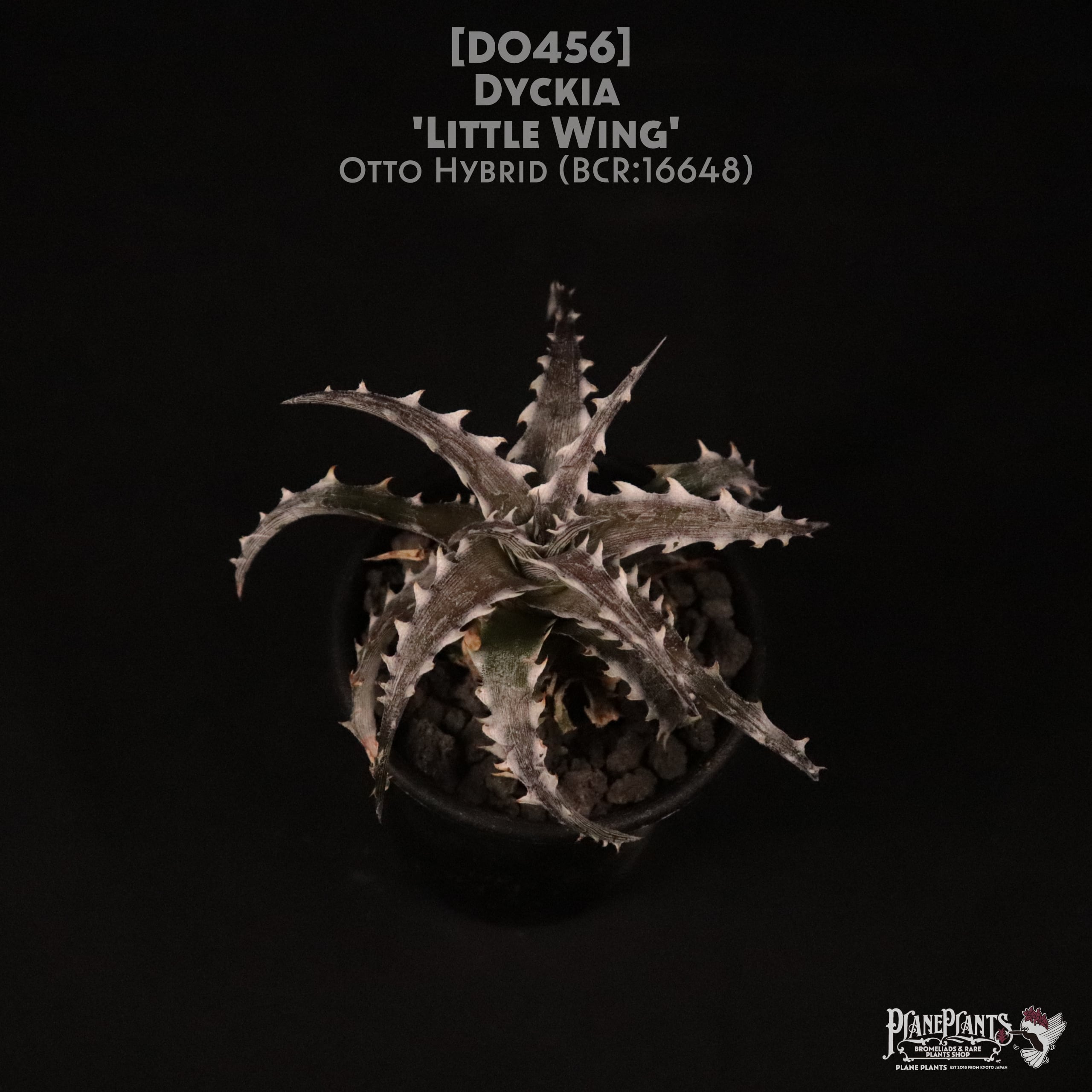 送料無料】Billbergia 'Talbot Eve'〔ビルベルギア〕現品発送 送料無料】Billbergia 'Talbot Eve'〔ビルベルギア〕現品発送