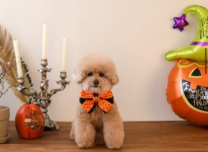 即納【witi witi】ハロウィンパーティset　オレンジ