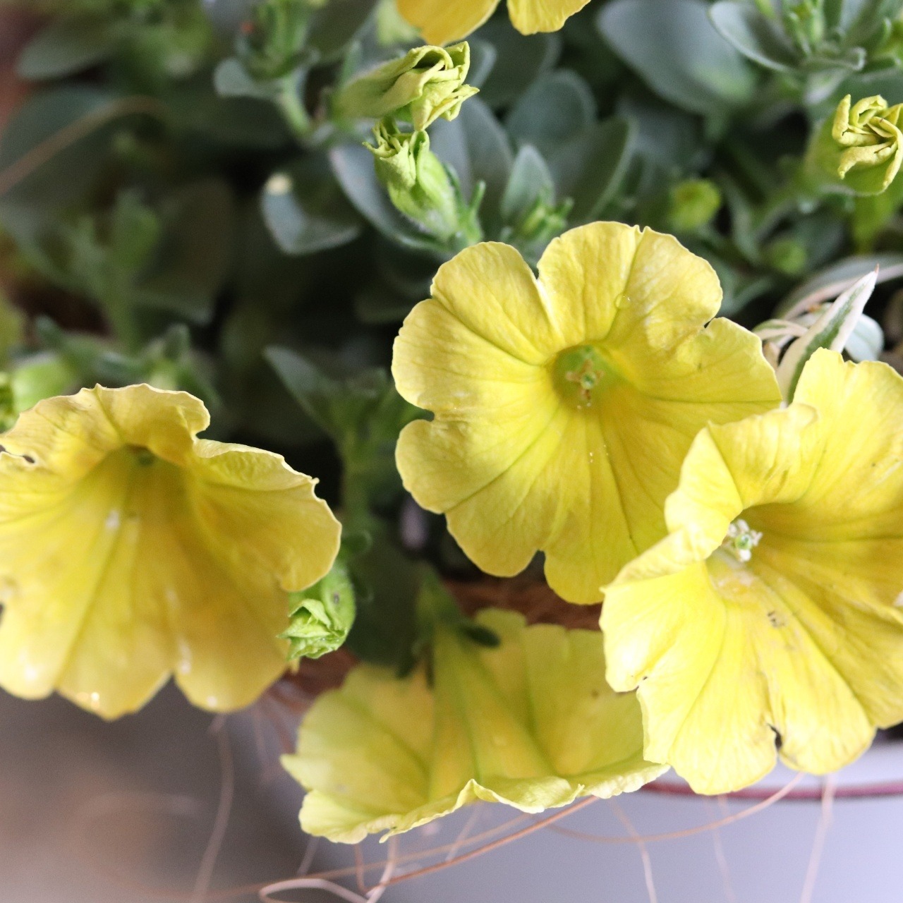 モンディマンシェ 母に贈る方寄せ植え（送料込み）　ハローイエローのホーローおなべ｜届いてすぐ飾れる完成品｜玄関インテリア｜母の日・新築・開店祝いギフト