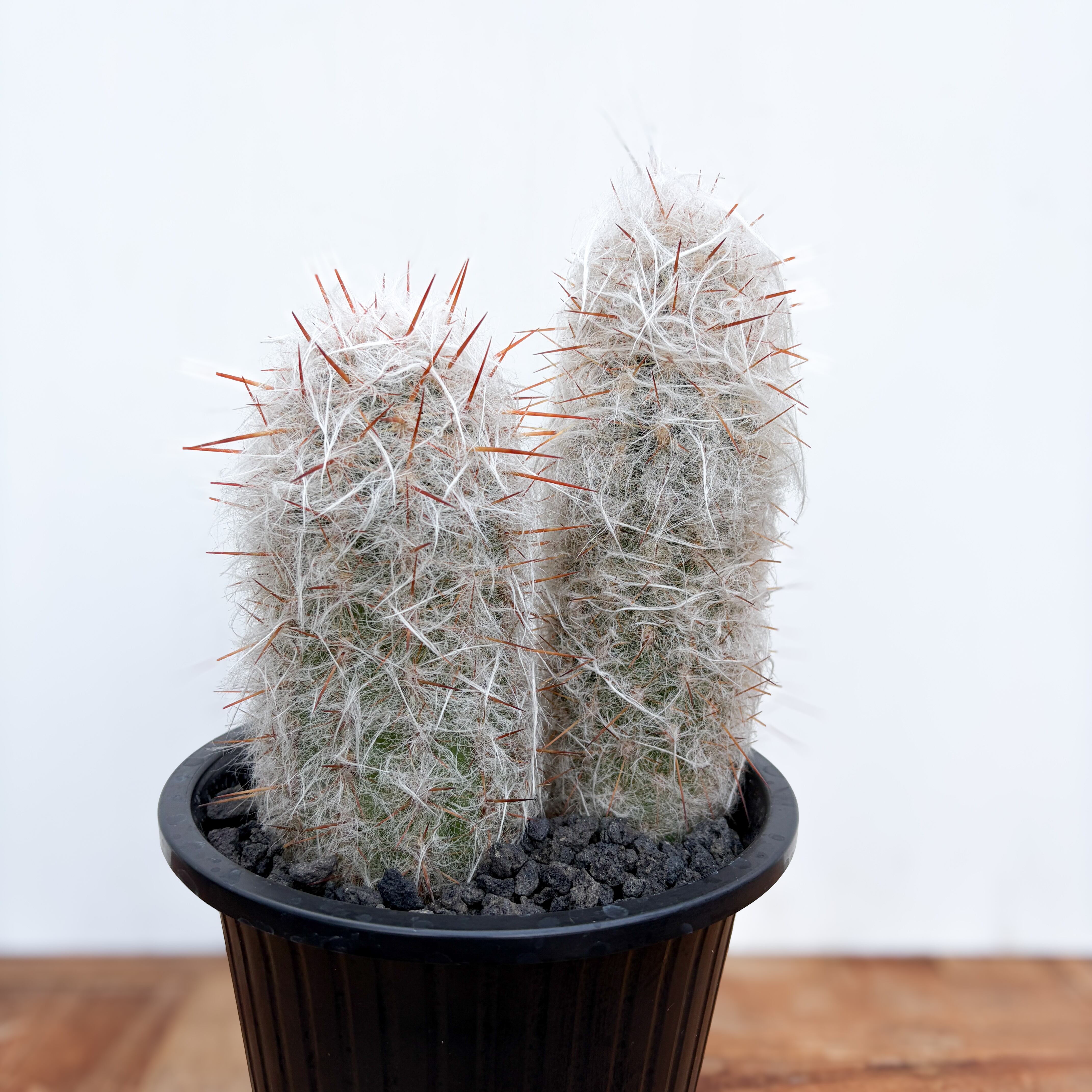 オプンチア ガラパゲイア ☆黒肌 ☆白棘タイプ ☆斑柄？入り Opuntia