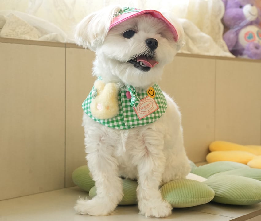 buddy cape cap set 2color / 犬用 帽子 ケープ バンダナ スカーフ アクセサリー ドッグウェア ペット用 cap 被り物 お揃い お出かけ お揃い 撮影会
