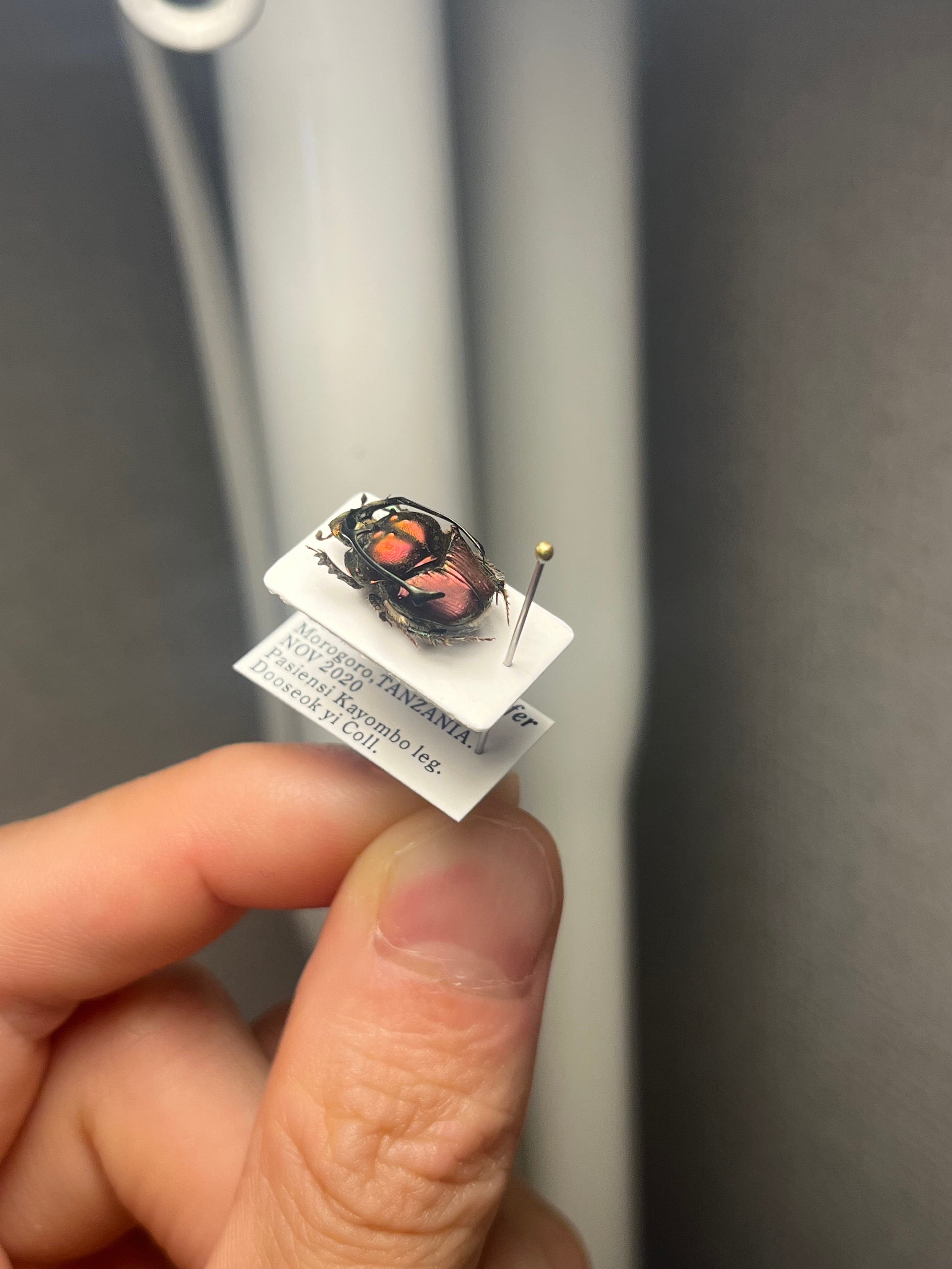 13mm♂】赤シカツノエンマコガネ フンチュウ糞虫昆虫標本甲虫