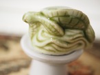 Wade 「Red Rose Tea」アオウミガメ(欠けあり) 画像16