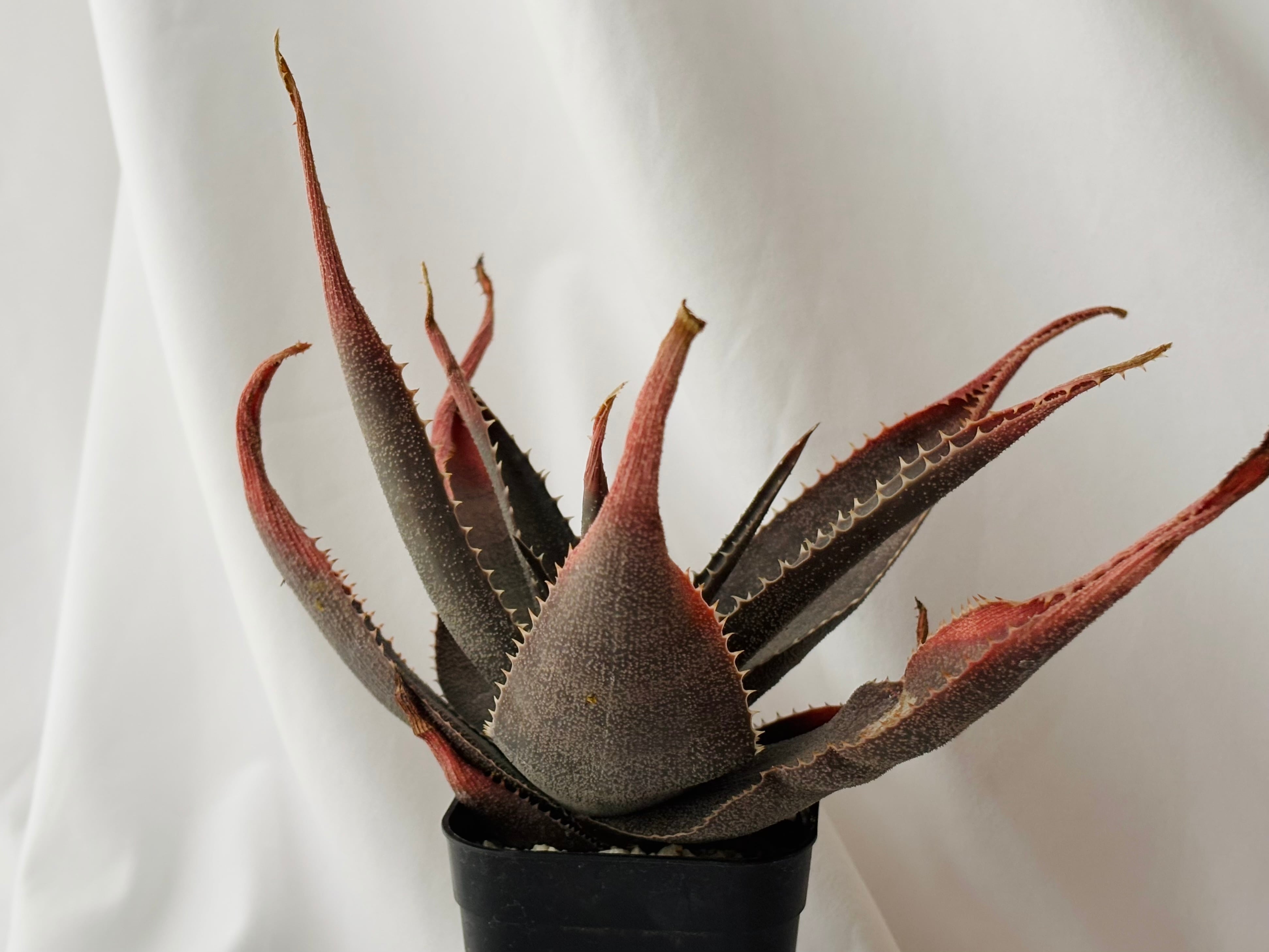 Aloe thorncroftii アロエ ソーンクロフティ 多肉植物 | plants MARU