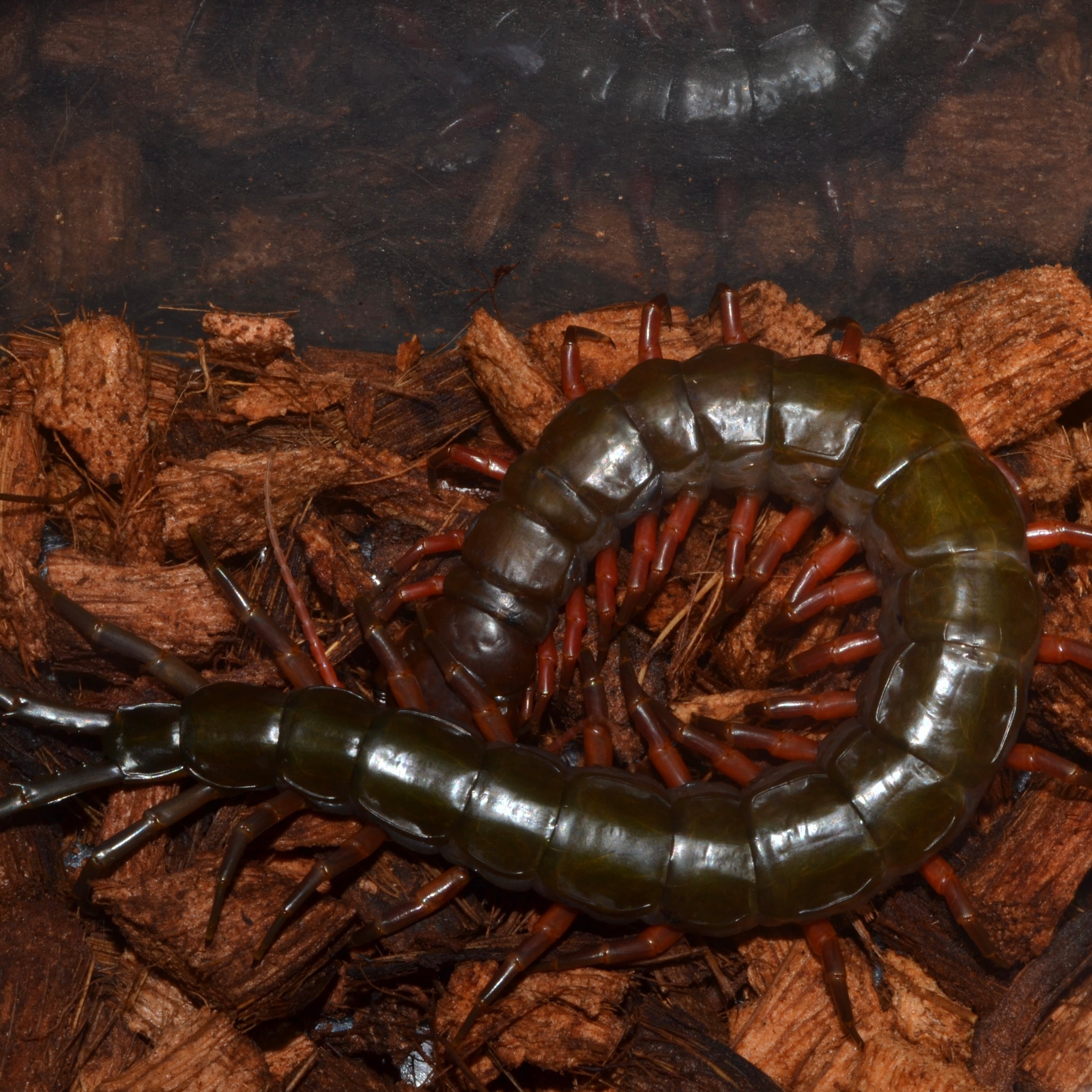 スマトラローランドジュエルセンチピード ±18cm 1匹 ムカデ | 昆虫