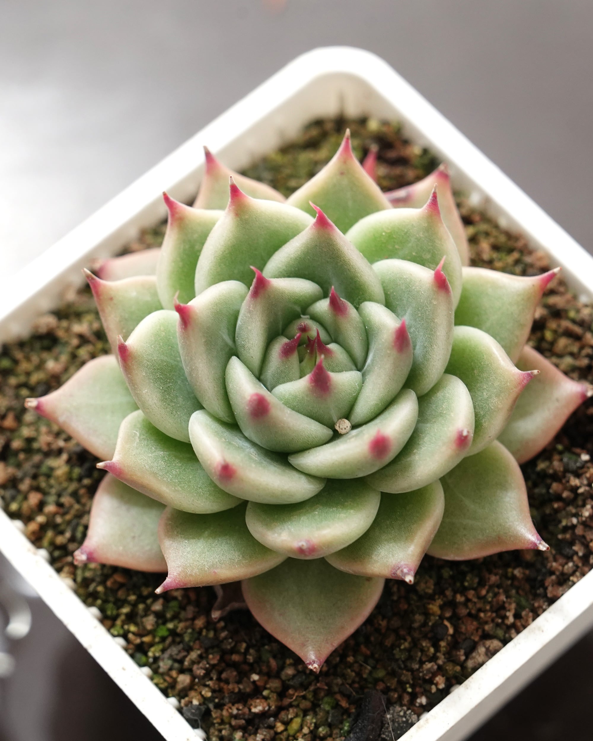 鉢植え 【レア原種】エケベリア トルセンシス トルカ Echeveria