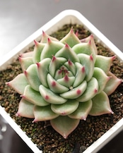 鉢植え トスカネリ Echeveria 'Toscanelli'