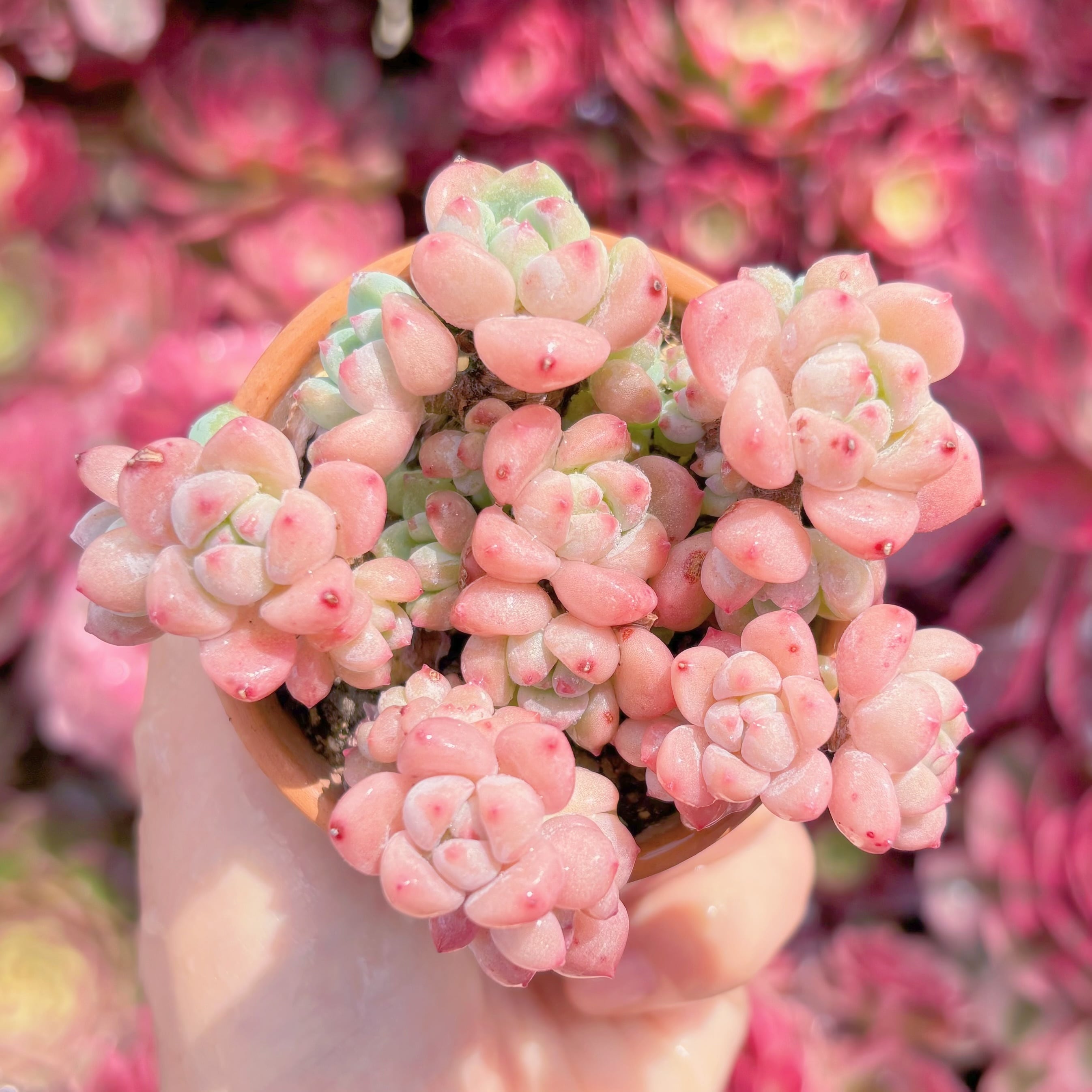 現品　千本桜#K414　群生　るる農園