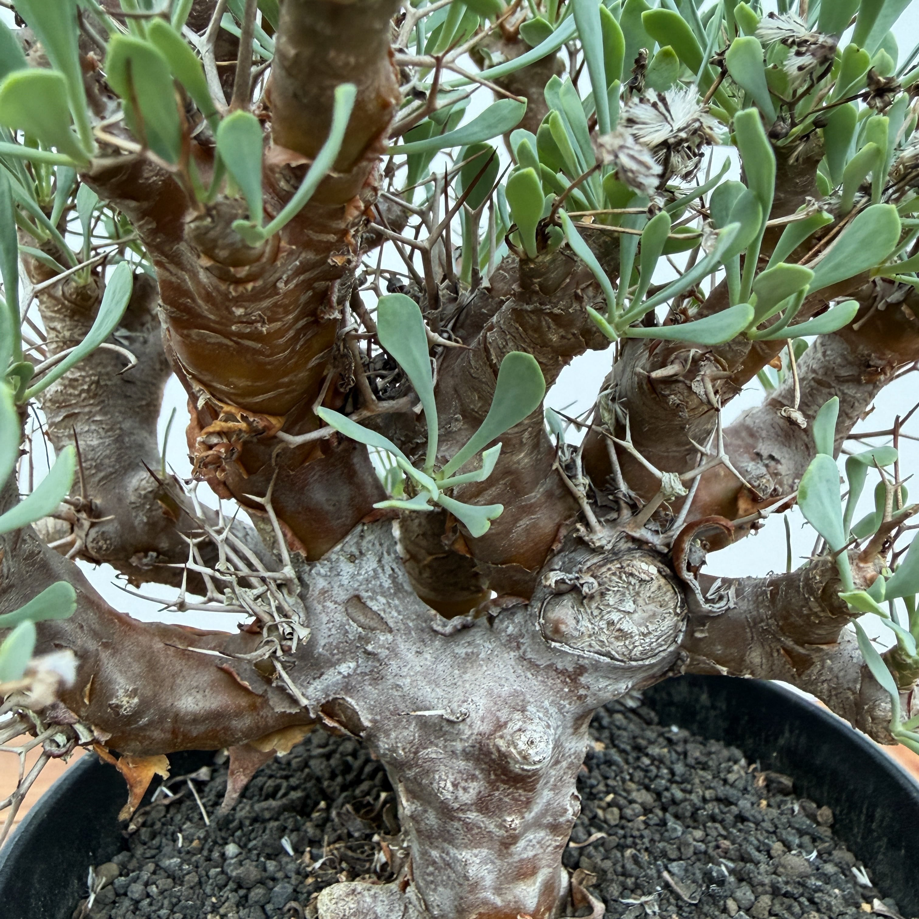 Othonna euphorbioides【オトンナ・ユーフォルビオイデス・実生