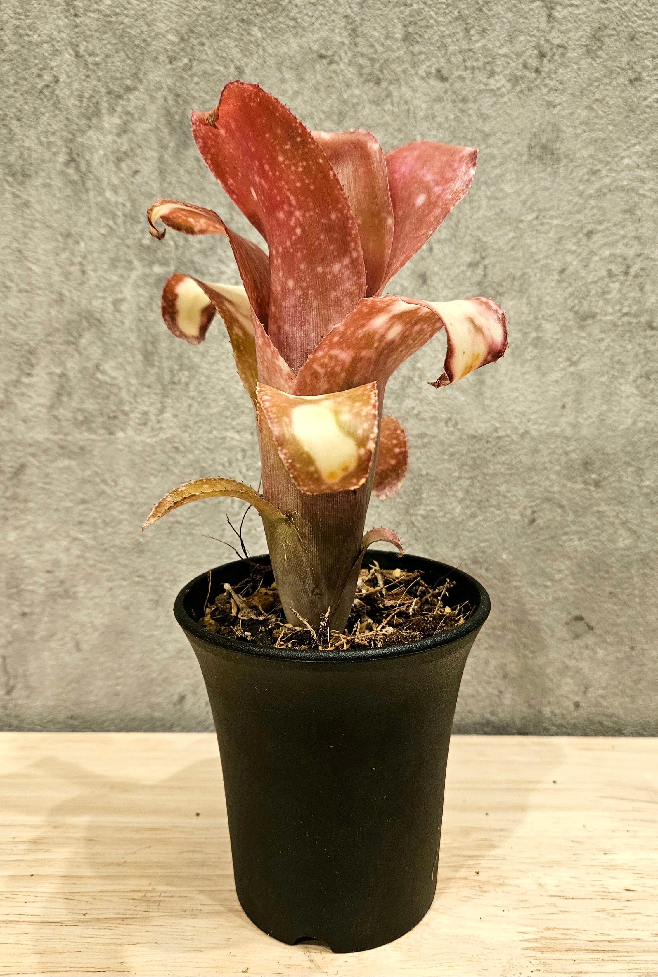 Billbergia Pink Champagne【artPLANTs】ビルベルギア/タンク