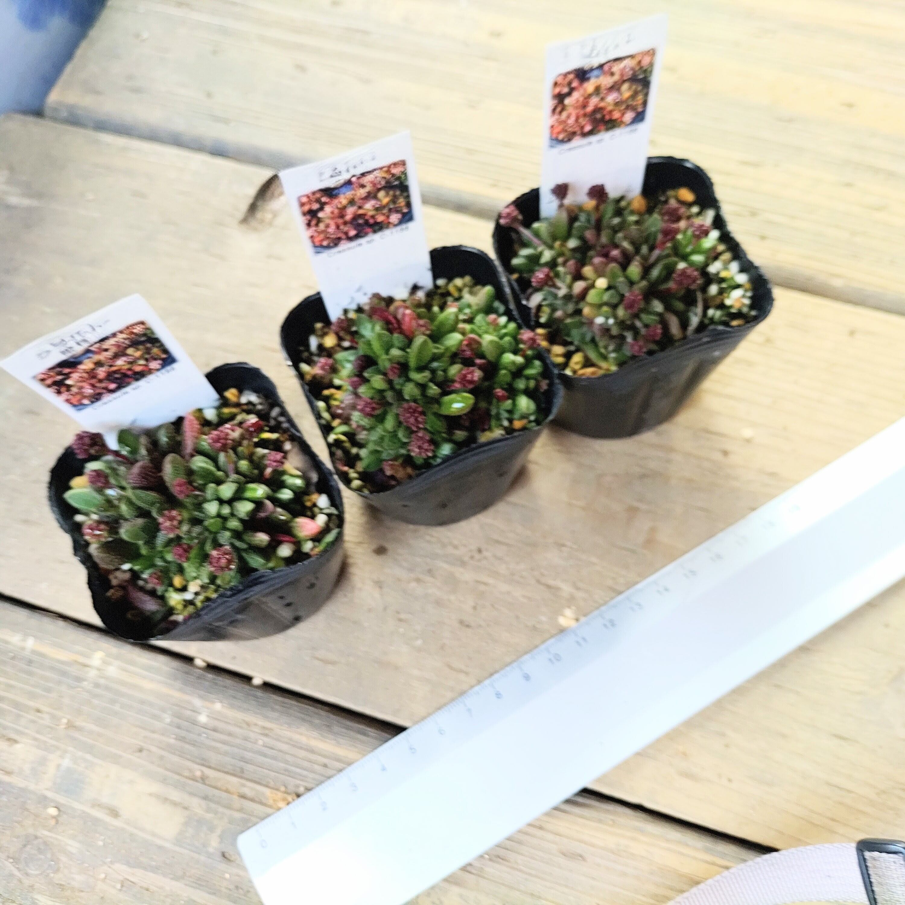 姫稚児 | RuPo 多肉植物専門店