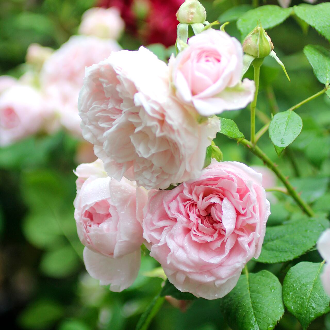 【Ezbuy公式アカウント01】【新品】フランツ　バラ　セット Ezbuy公式アカウント01様専用】【新品】フランツ バラ セット