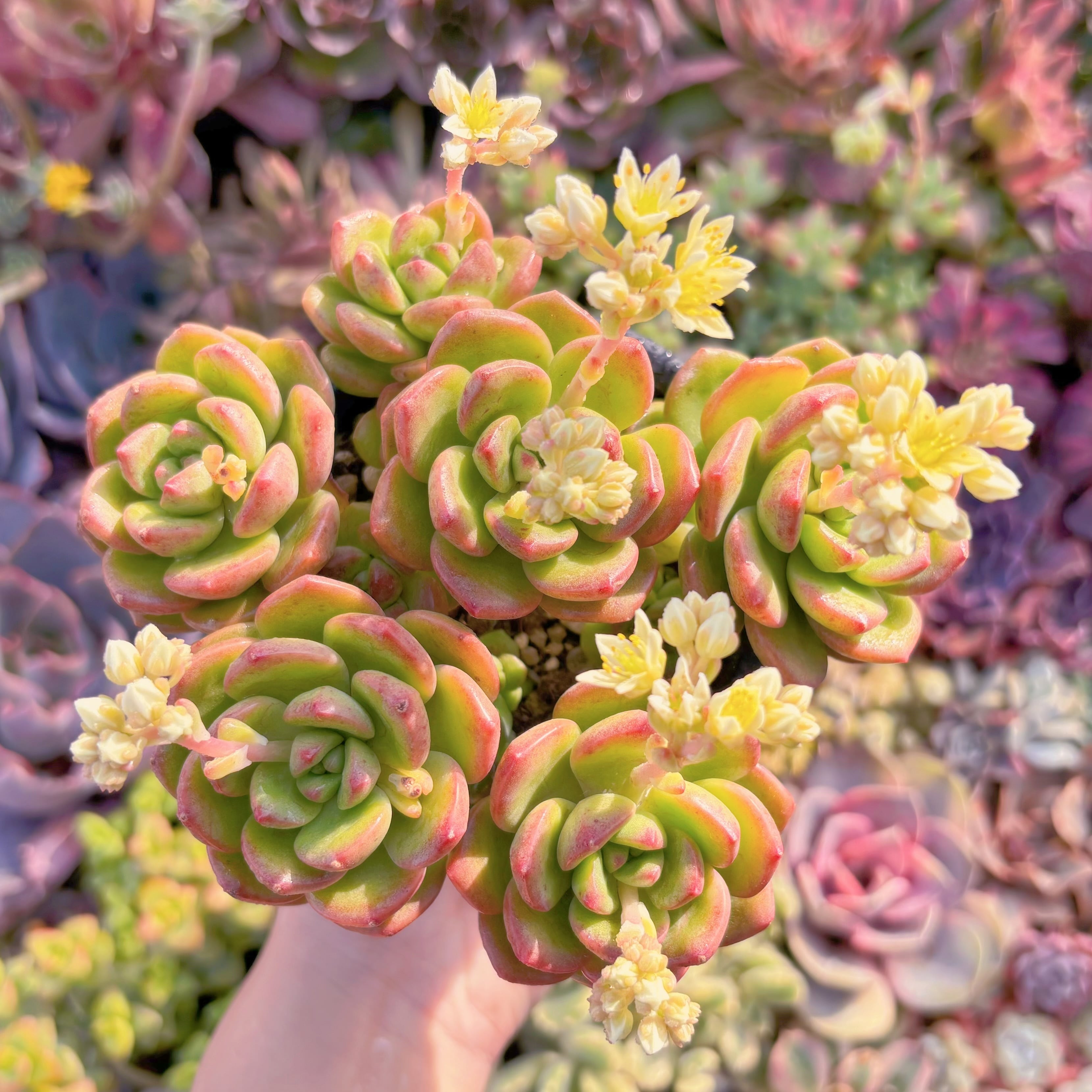 現品　サンシャインローズ#A20   大群生　新入荷　るる農園