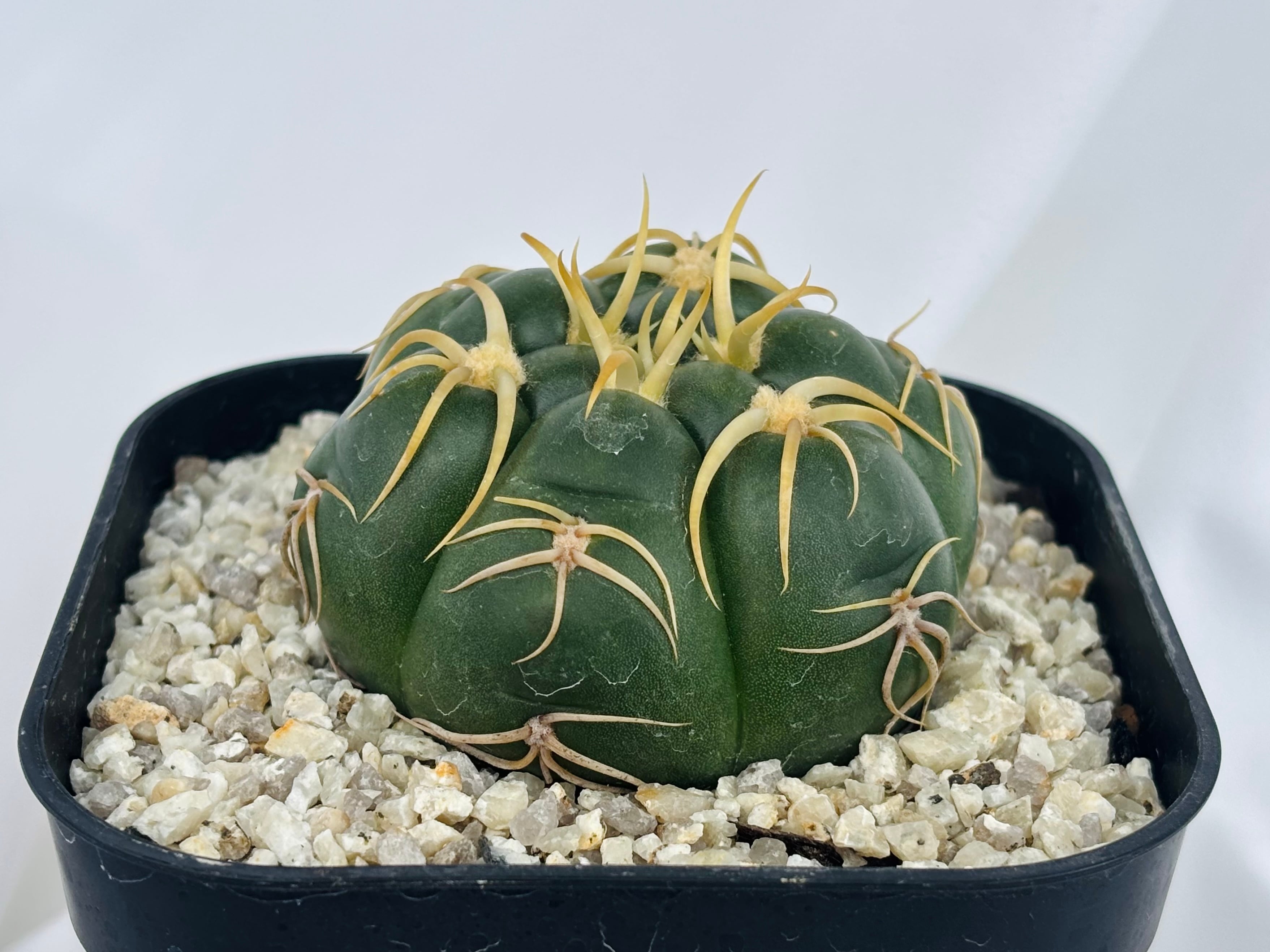 Gymnocalycium denudatum ギムノカリキウム 海王丸 サボテン