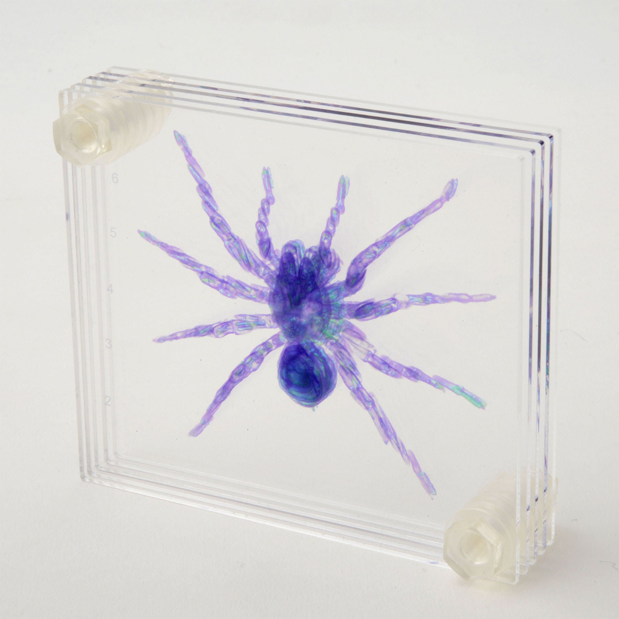 3D透明標本 タランチュラ ネジ 3Dデータ収録USBメモリ付 | NVS SHOP 3D透明標本 タランチュラ ネジ 3Dデータ収録USBメモリ付 | NVS SHOP
