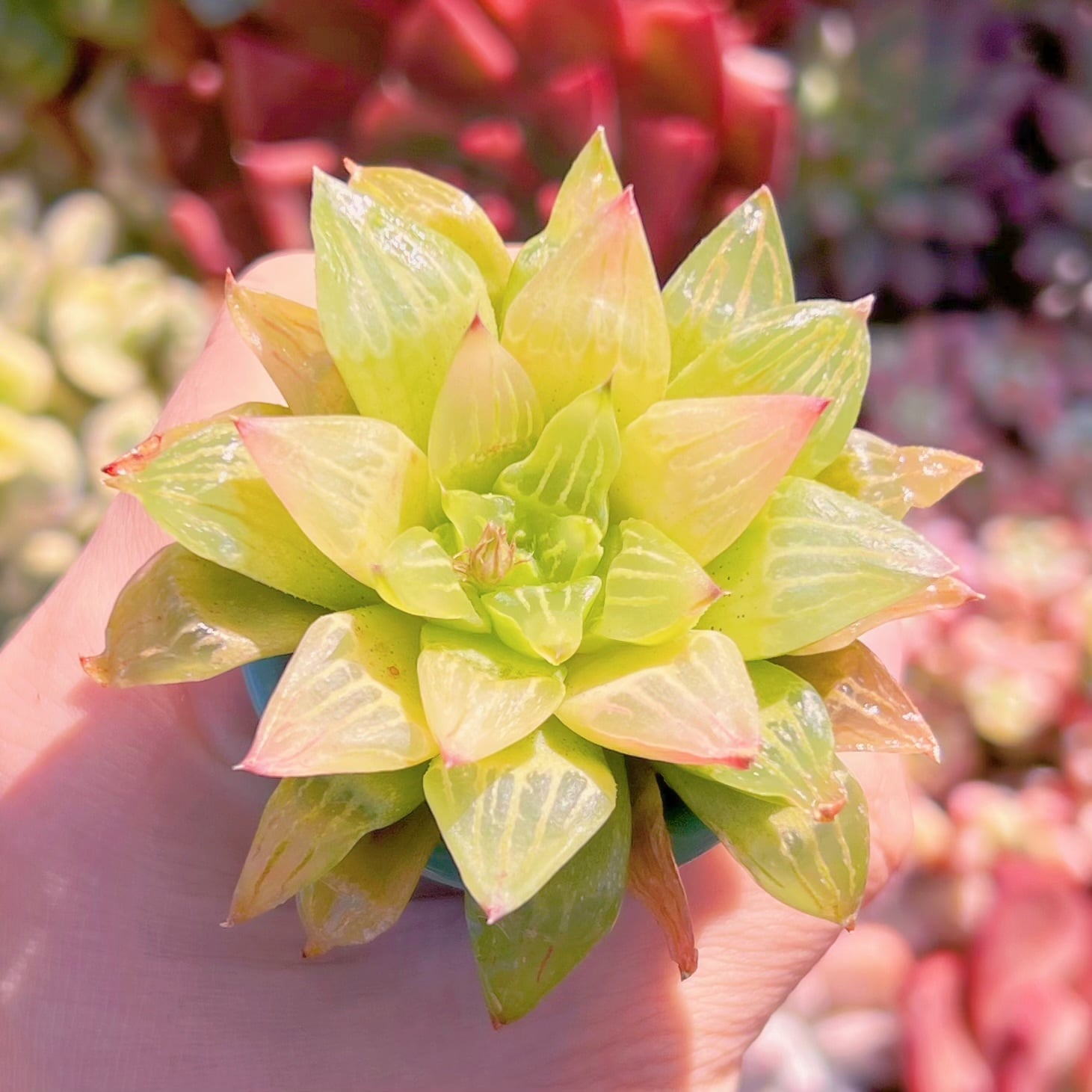 多肉植物　ハオルチア エメラルドフラッシュ　新入荷　るる農園