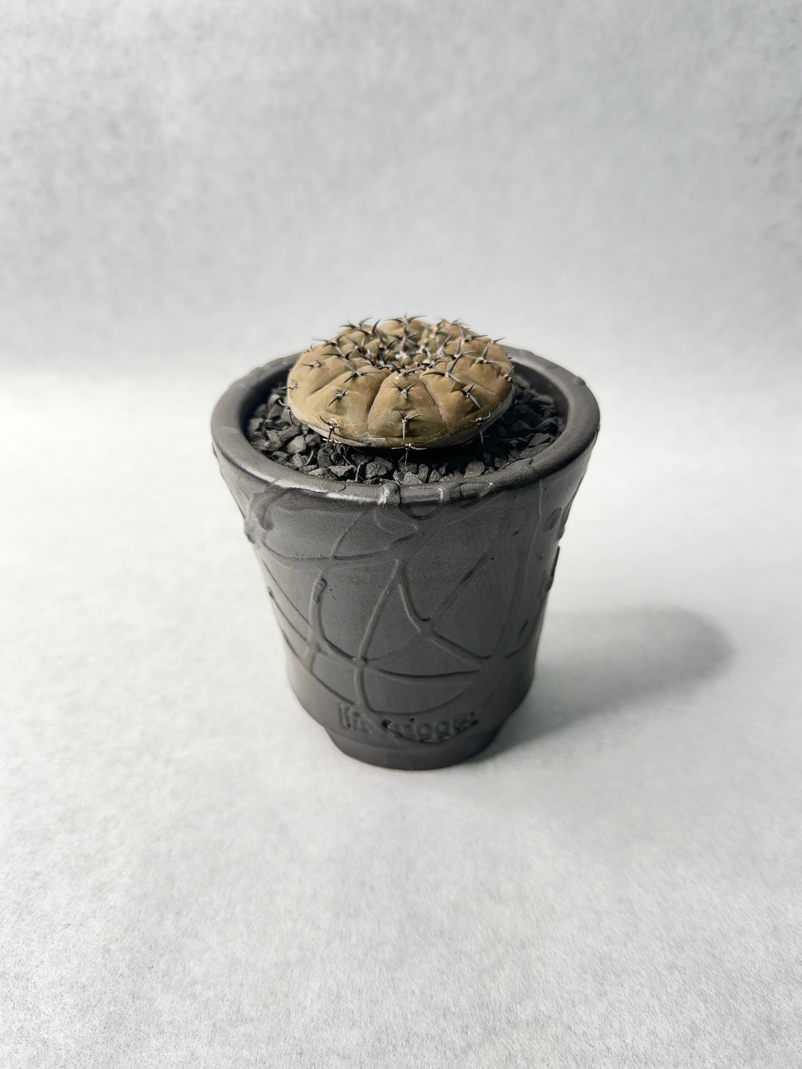 62.ギムノカリキウム・黒刺鳳頭 | trigger