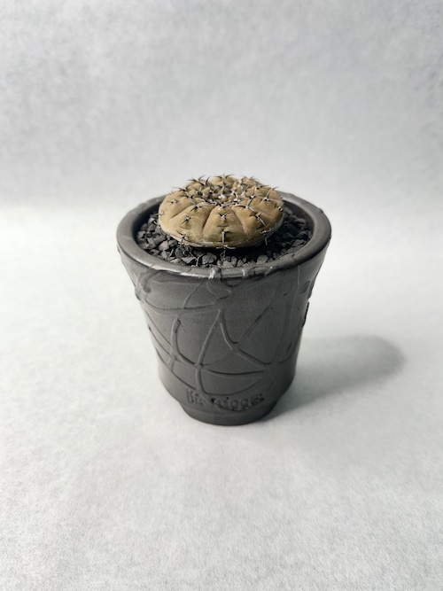 ギムノカリキウム・黒刺鳳頭