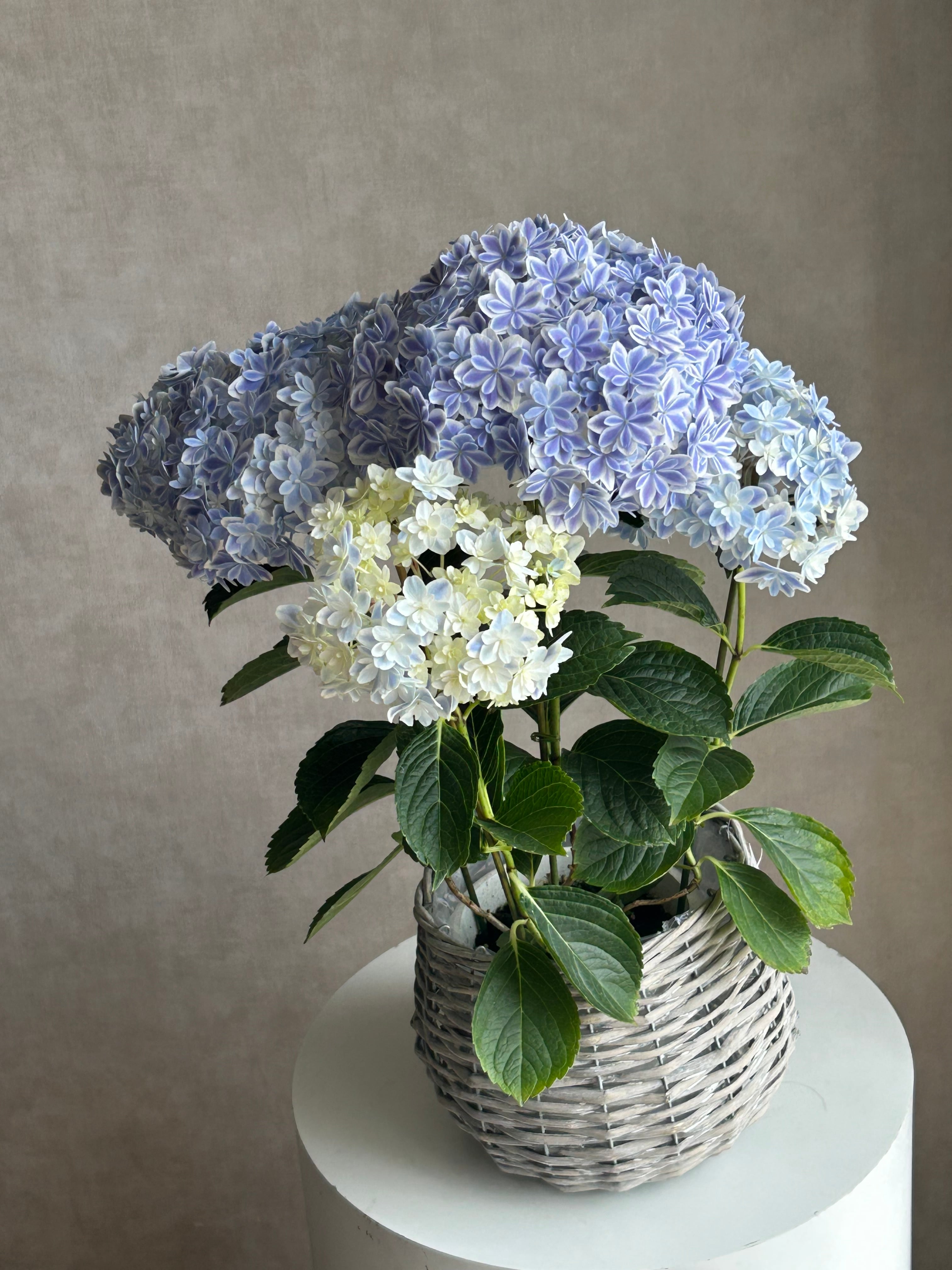華やかな覆輪紫陽花 紫陽花「万華鏡」 | Velonica