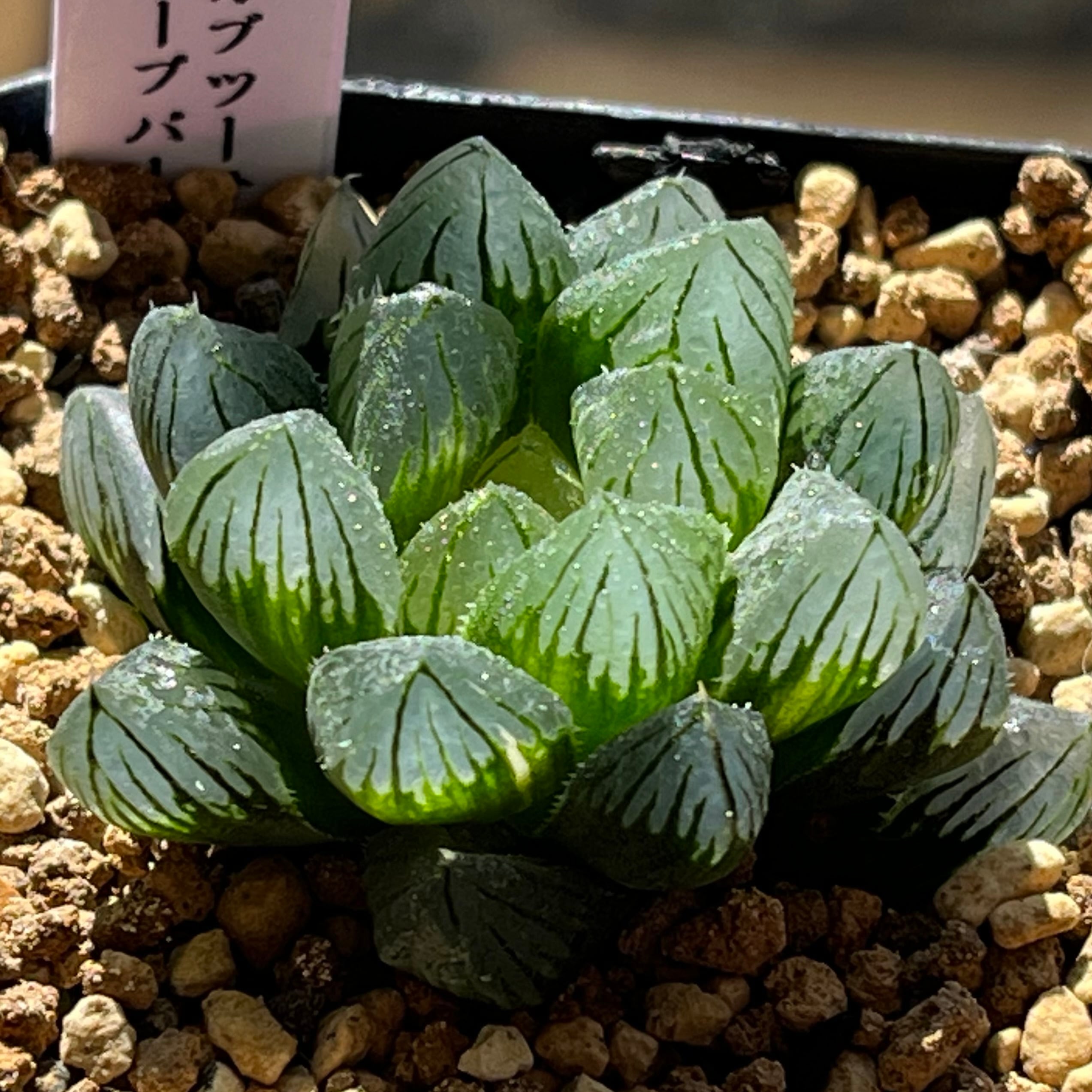 ハオルチア B型コンプトミュータント錦 | mocono_plants