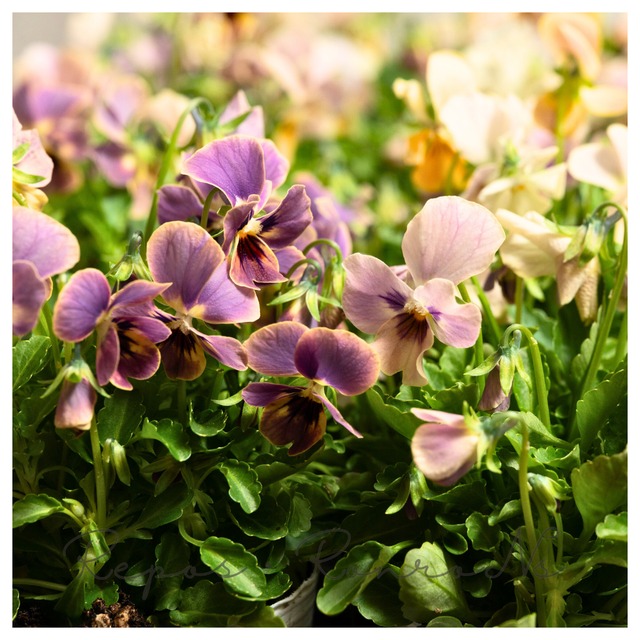 【セット販売】ビオラ：グラデーション（３苗×3.5号）ゲブラナガトヨ　オリジナルビオラ　アンニュイカラー　寄せ植え
