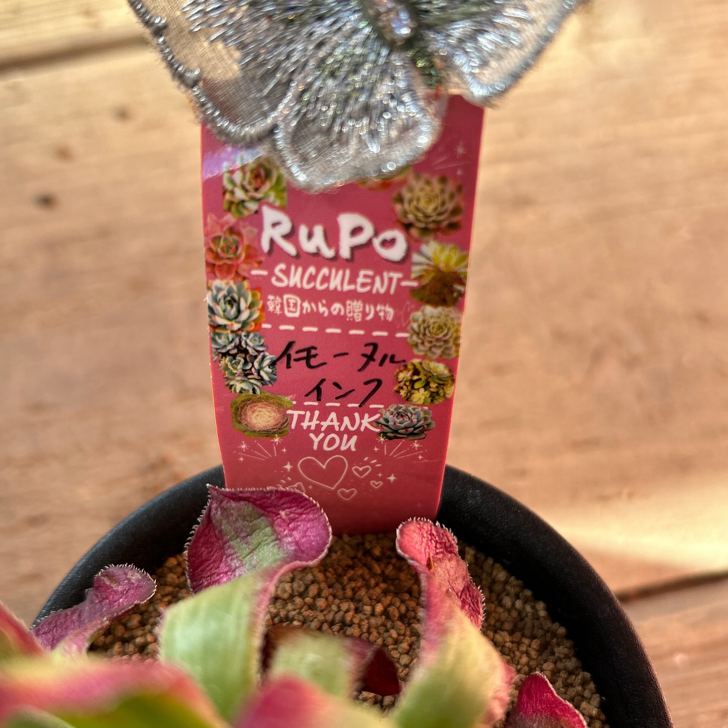 イモータルインク アエオニウム | RuPo 多肉植物専門店
