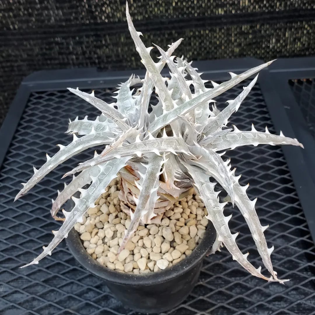F00485_Dyckia goehringii (Original Clone)分頭株：ディッキア