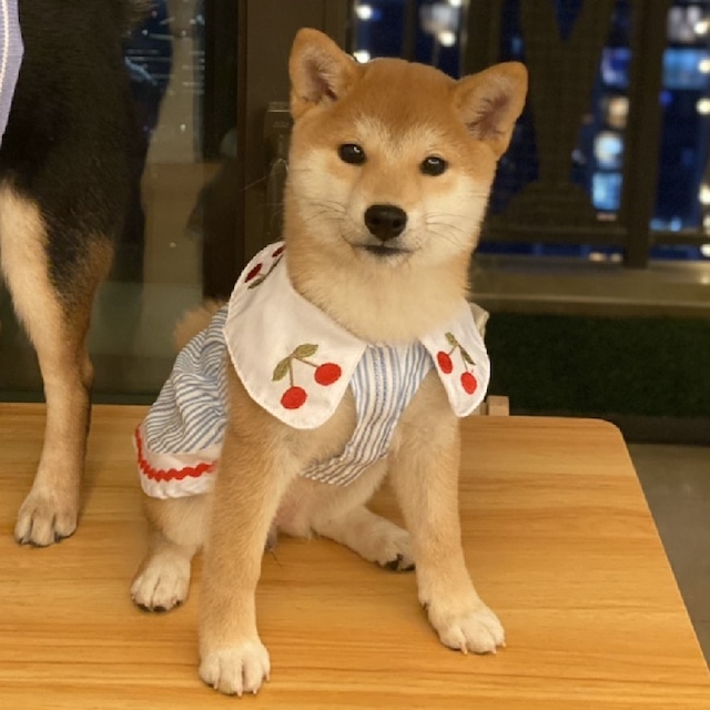 【送料無料】KM370SKペット用 ペットウェア フレブル フレンチブルドック 犬服 ブルー ピンク 中型犬 小型犬