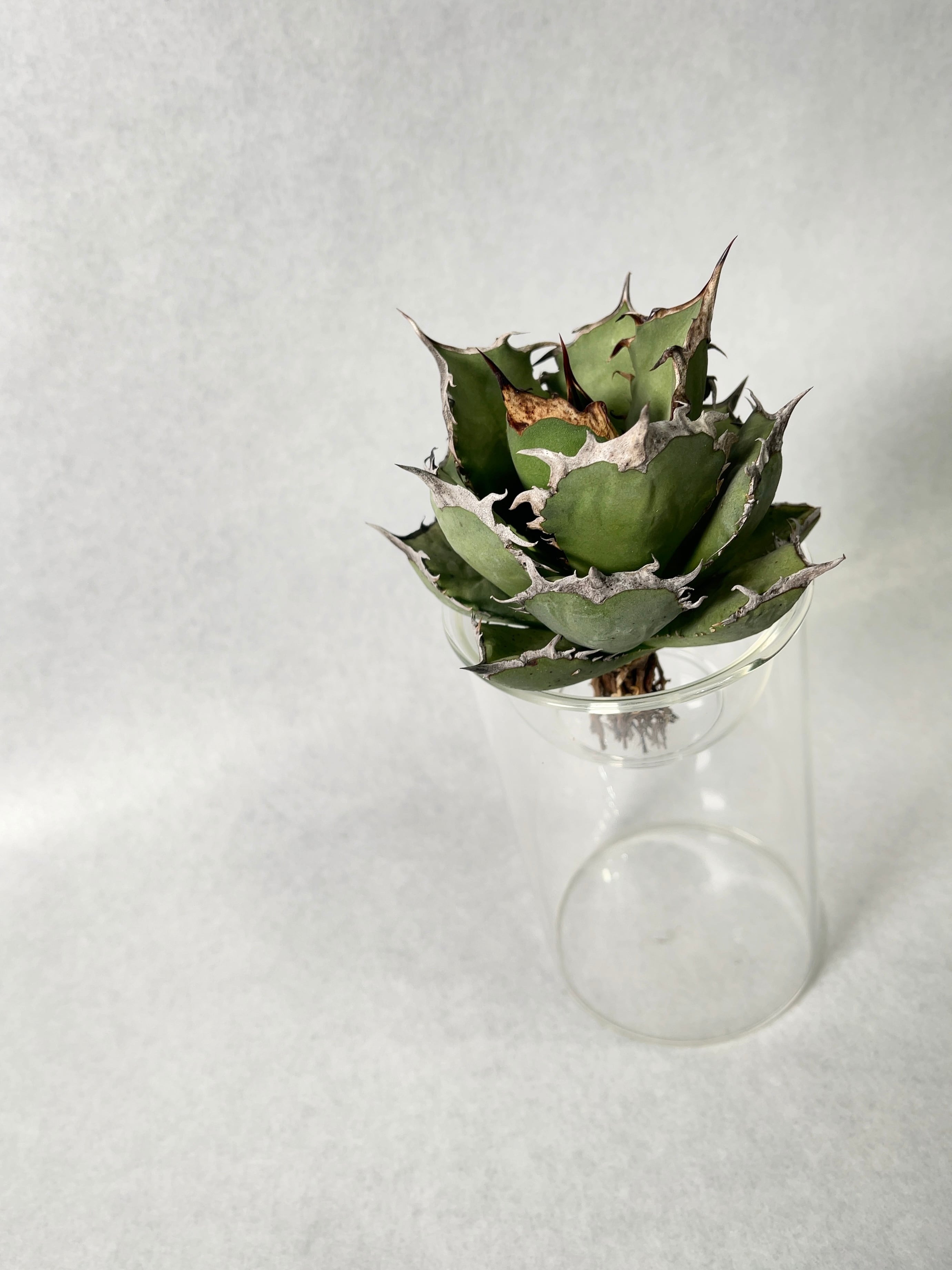 アガベ烈焔大株 アガベ チタノタ 烈焔【78】 | PROTOLEAF プロトリーフ