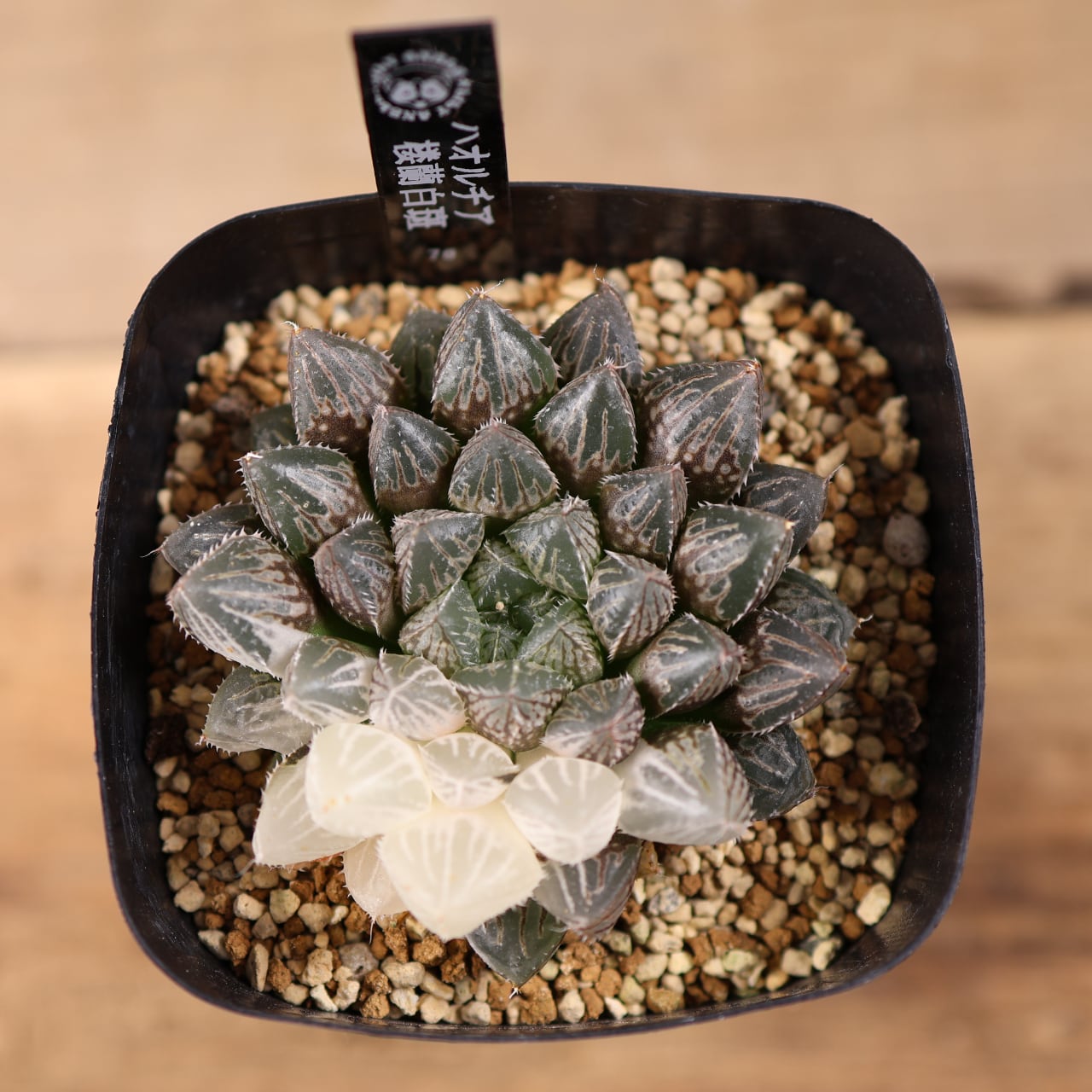 観葉植物 32d 多肉植物 ハオルチア オーロラ錦白糊斑 自家繁殖 鉢植え発送