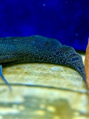 プロトプテルス エチオピクス コンギクス