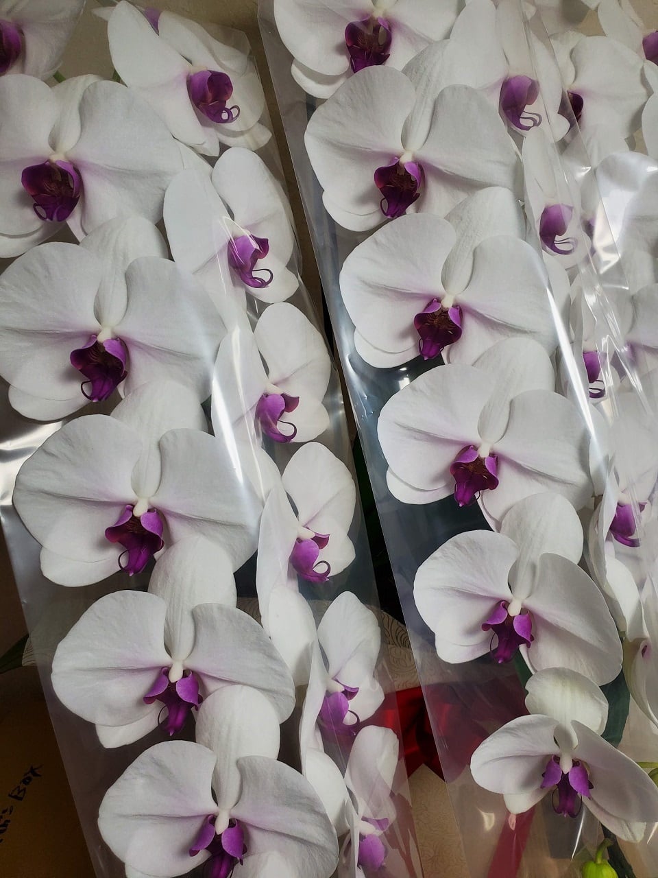 生花 花鉢】胡蝶蘭 3本立ち ロングタイプ 紅白 | 胡蝶蘭＆プリザーブド