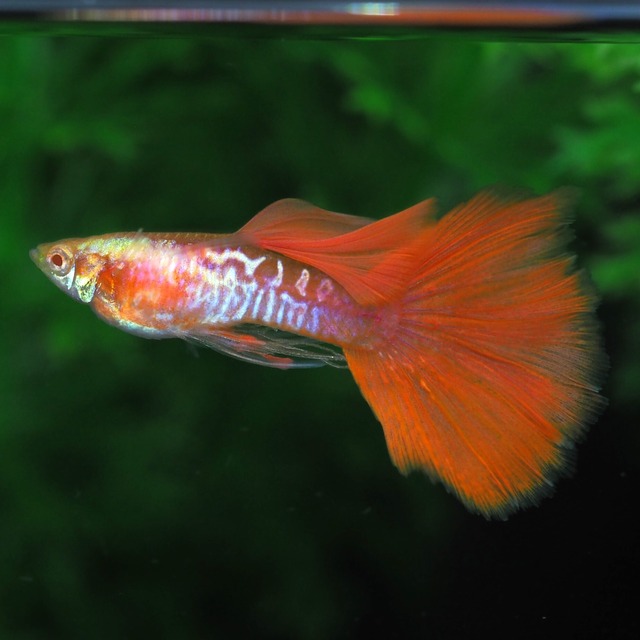 上物RREAギャラクシーレッドテールビッグドーサルスワロー　1カルテット＋おまけ1ペア