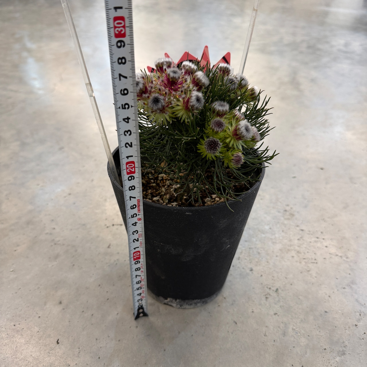 セルリア ラズベリーバースト【932】